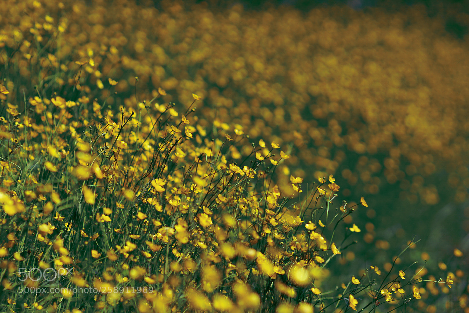 Sony a7R II sample photo. Summerize photography