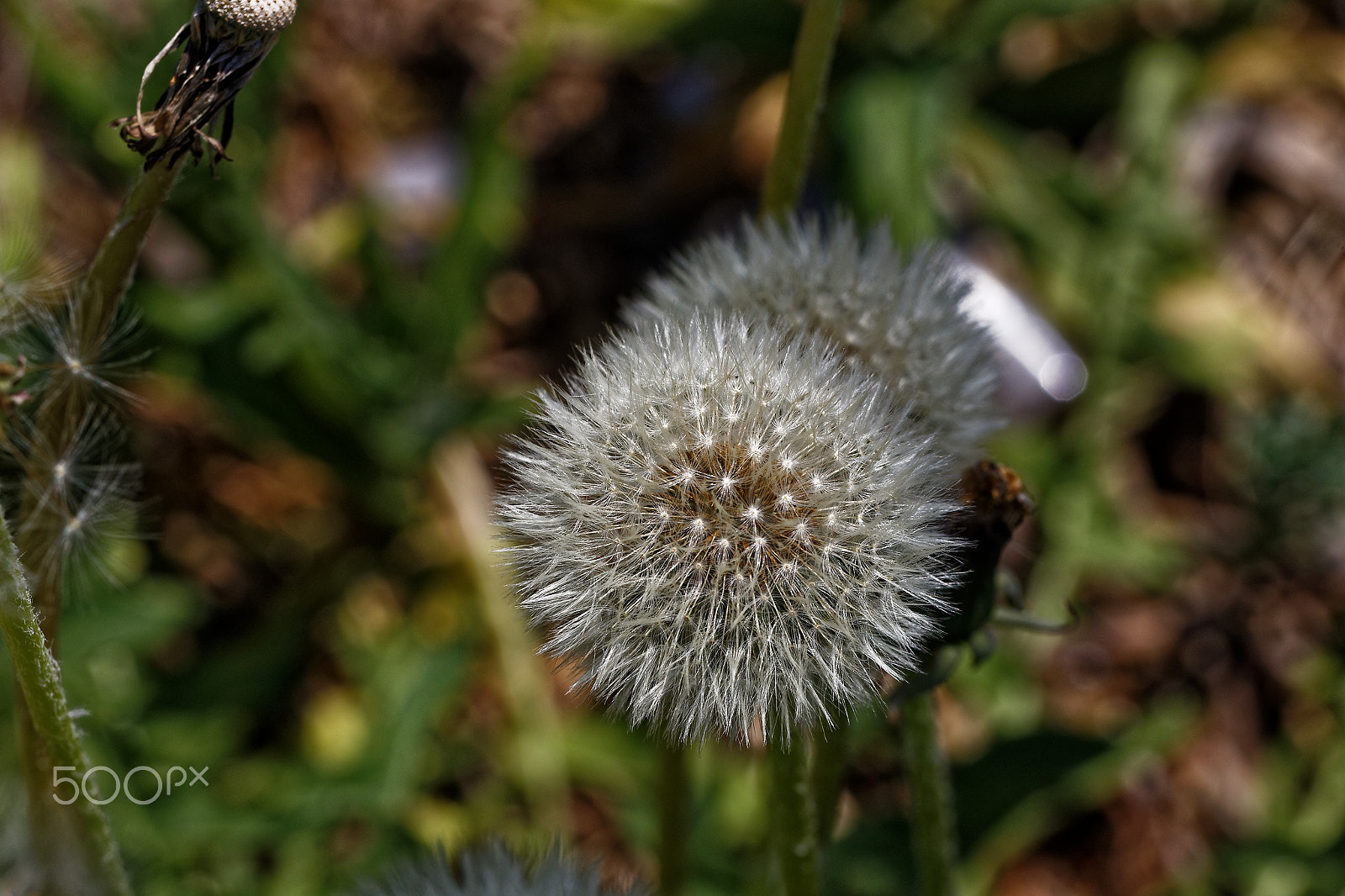 Canon EF 100mm F2.8L Macro IS USM sample photo. Ready for new life photography