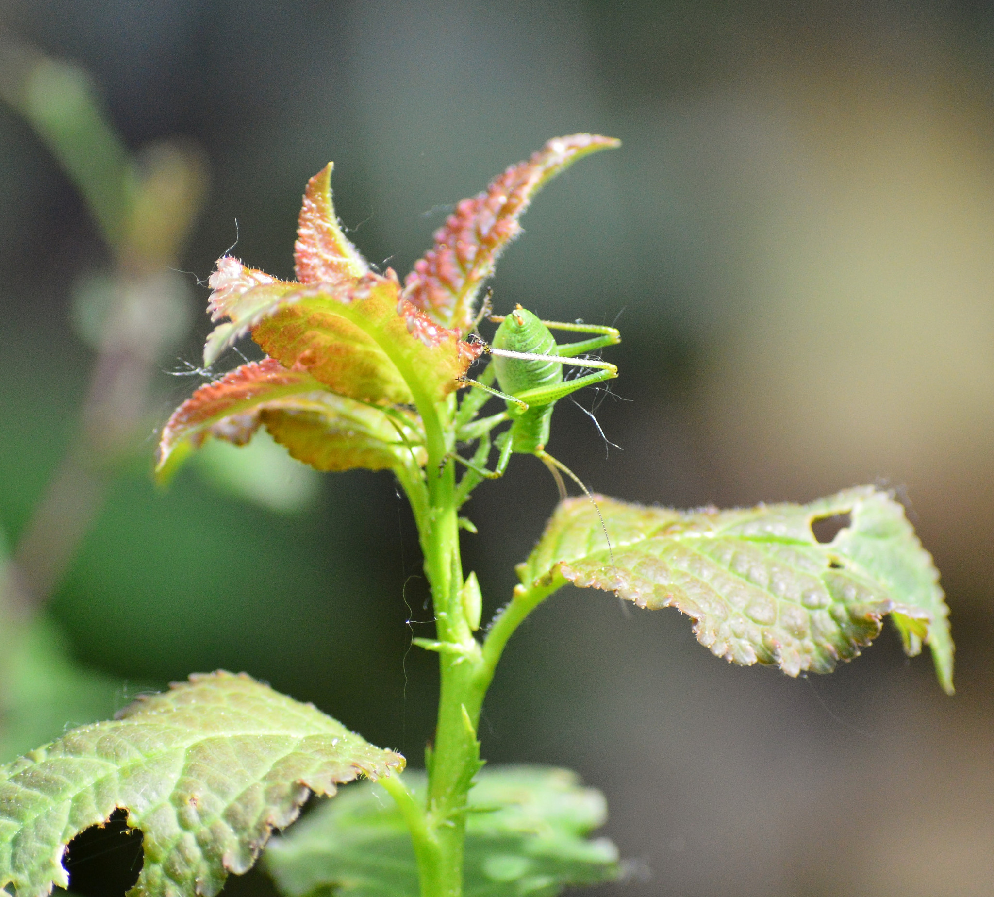 Nikon D3200 sample photo