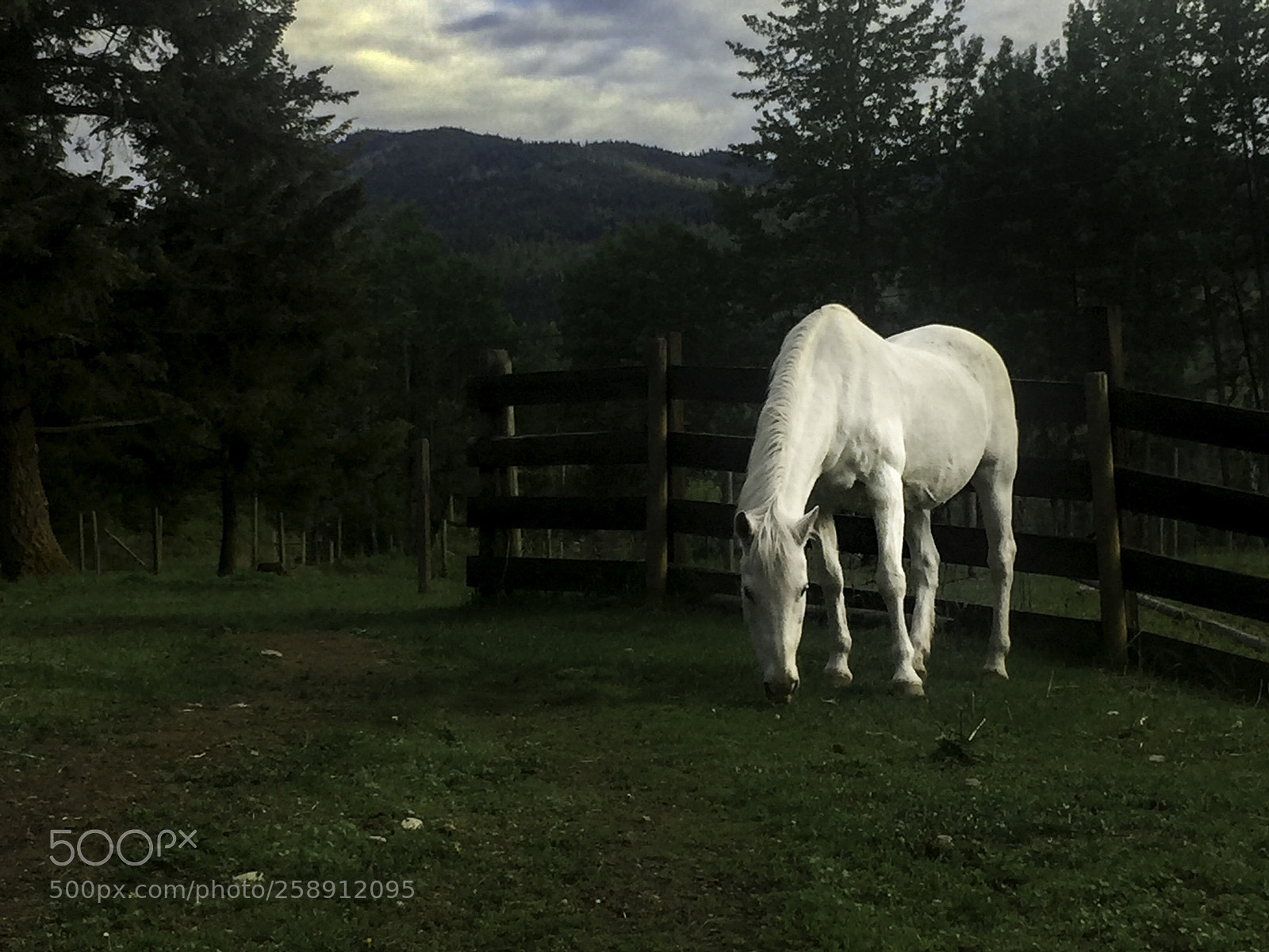 Apple iPhone 6 sample photo. Bella photography