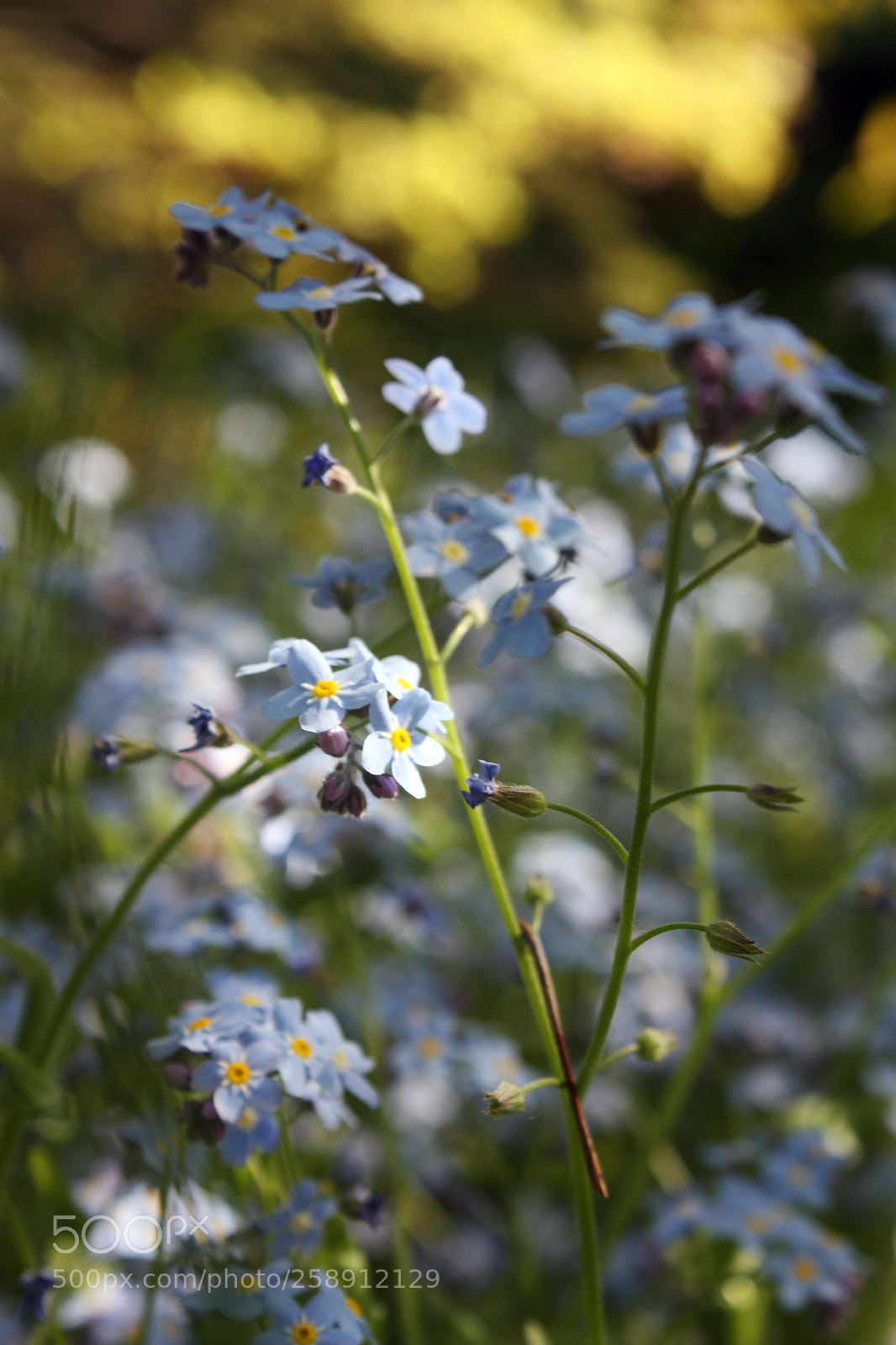 Canon EOS 450D (EOS Rebel XSi / EOS Kiss X2) sample photo. Forget-me-not photography