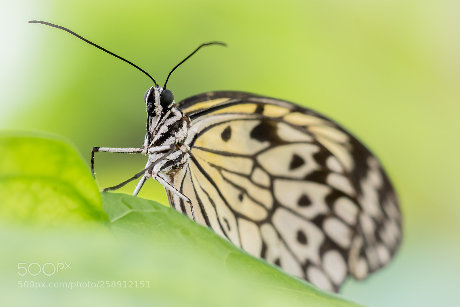 Nikon D500 sample photo. Butterfly photography