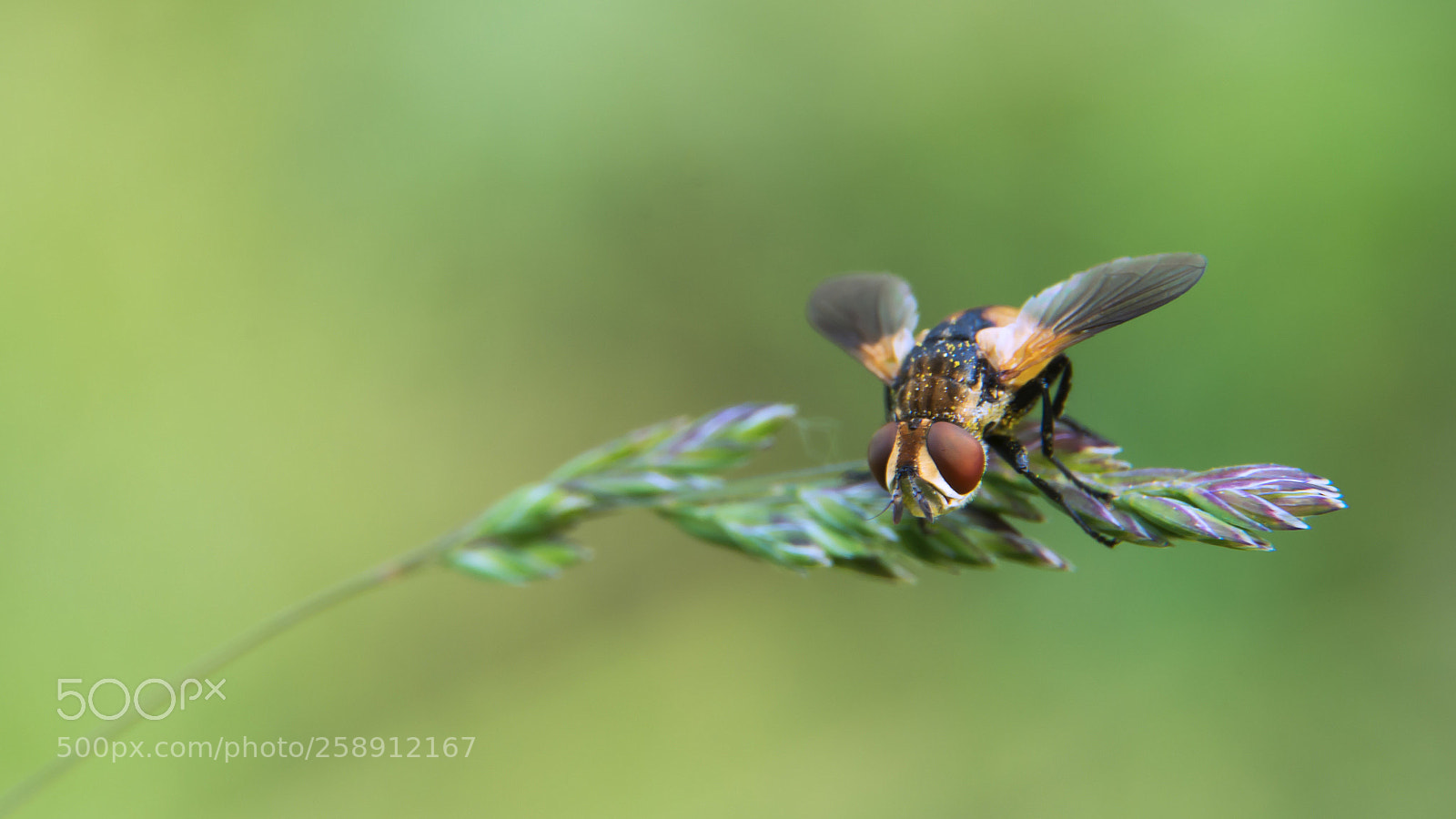 Nikon D7100 sample photo. Fly photography