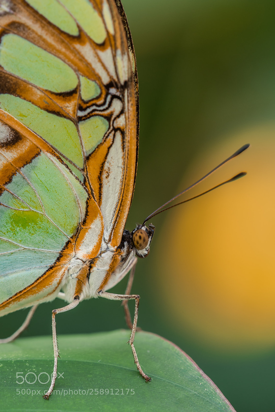 Nikon D500 sample photo. Butterfly photography
