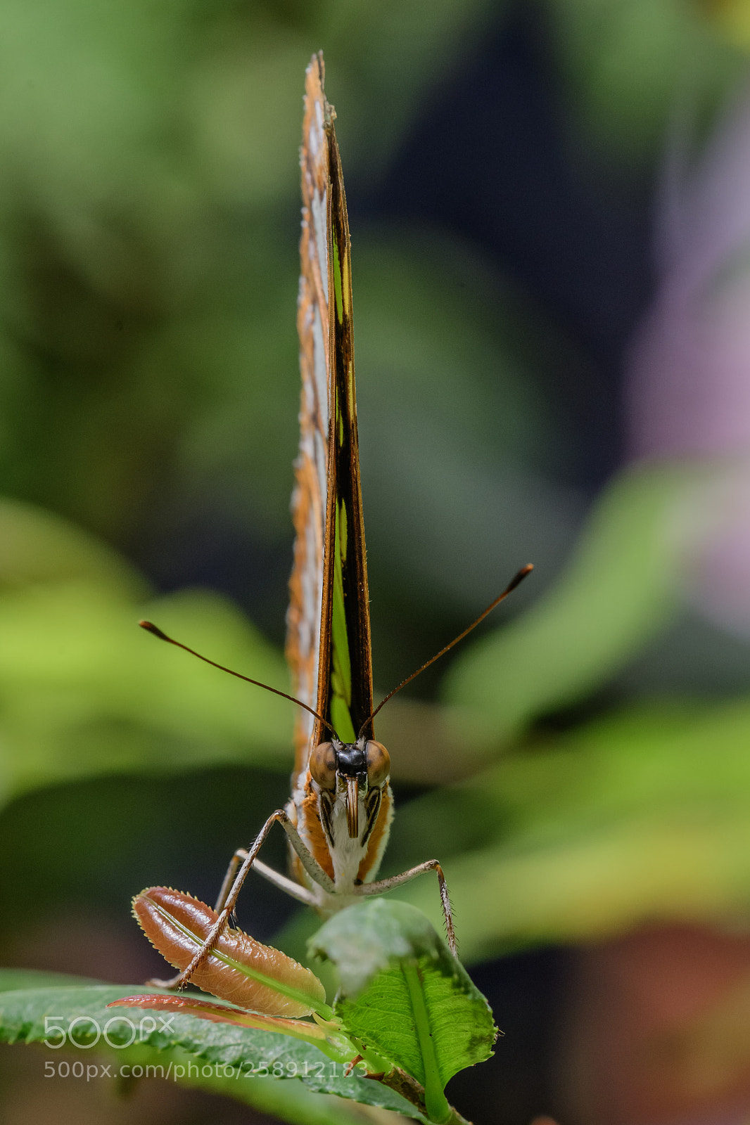 Nikon D500 sample photo. Butterfly photography