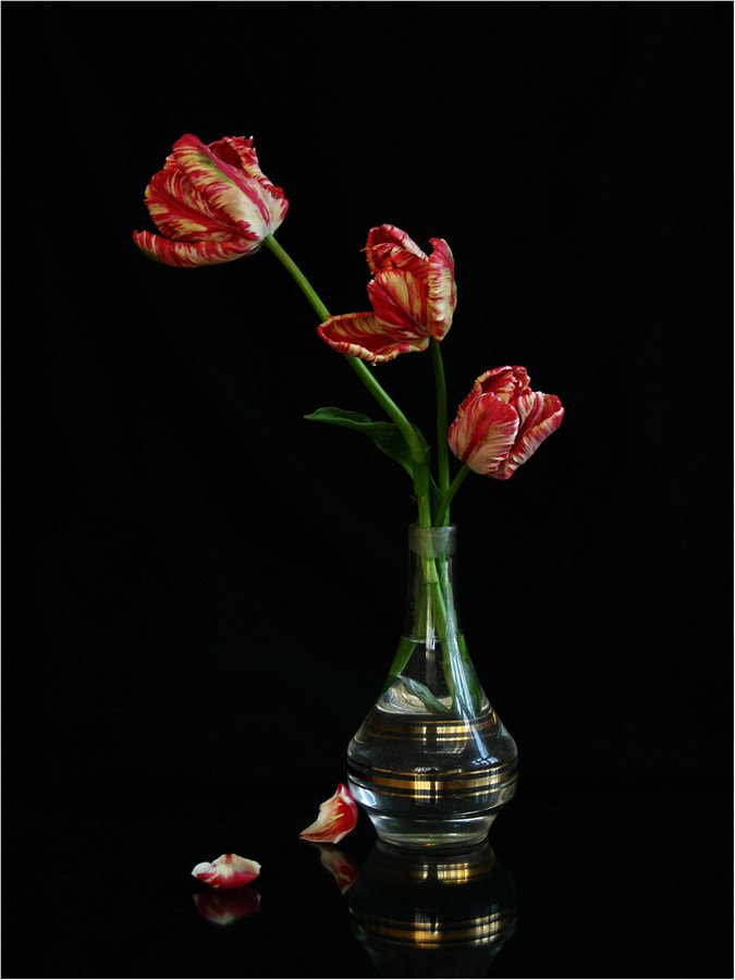 Canon PowerShot A3000 IS sample photo. Tulip trio photography