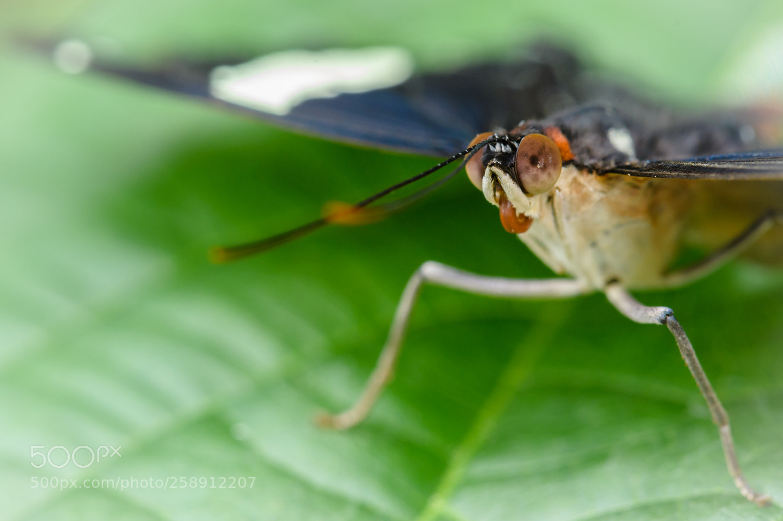 Nikon D500 sample photo. Butterfly photography