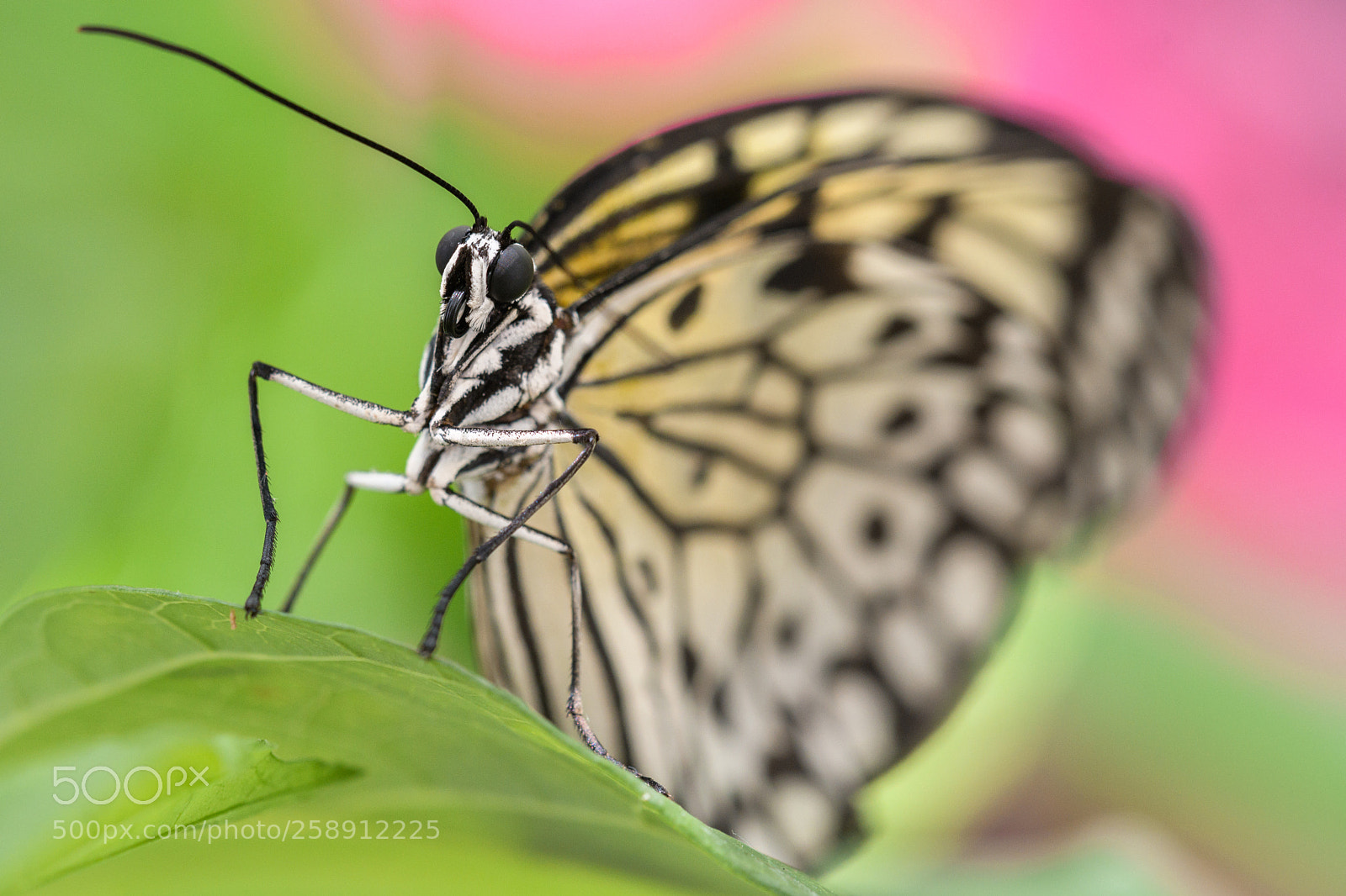 Nikon D500 sample photo. Butterfly photography