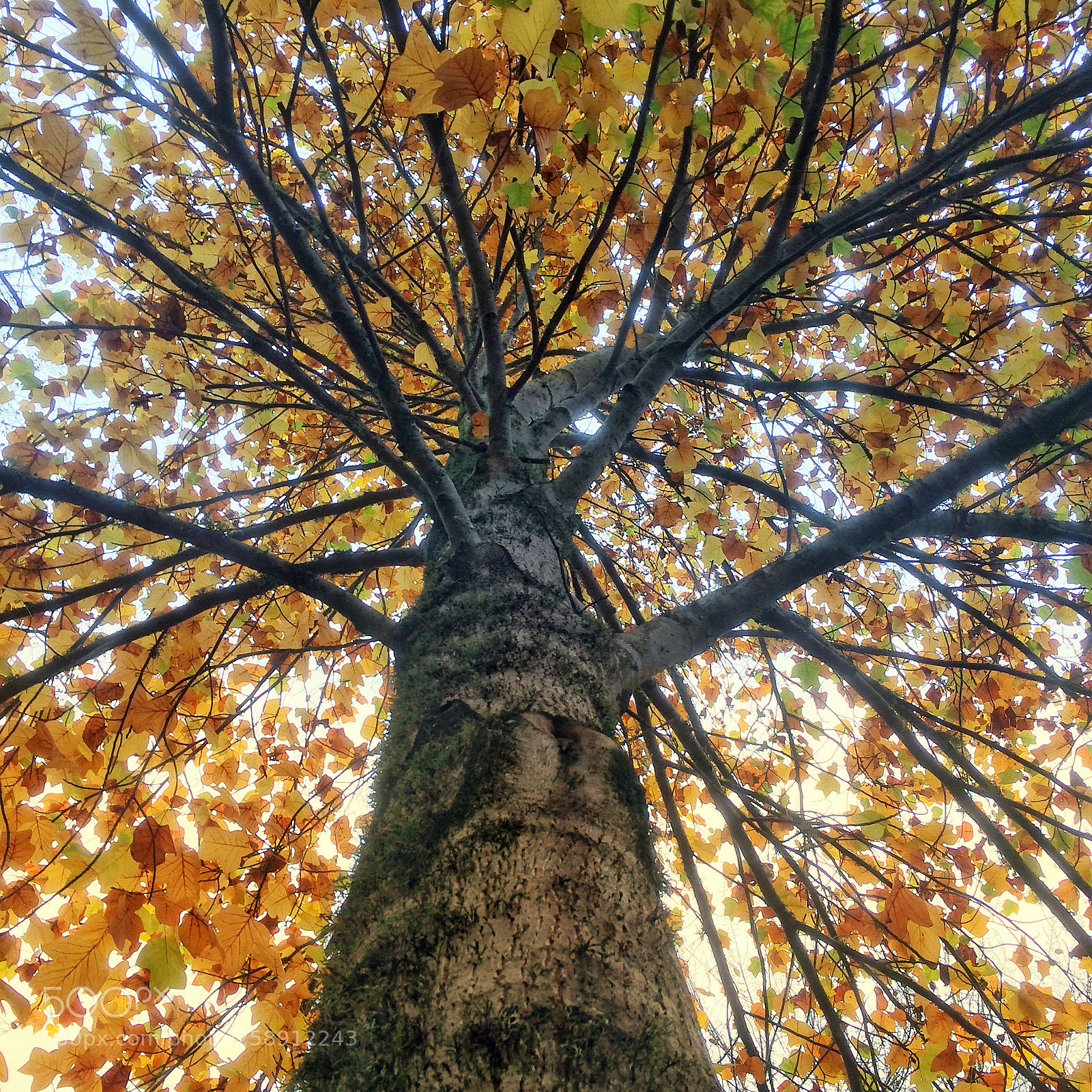 Apple iPhone 5s sample photo. Otoñal  photography