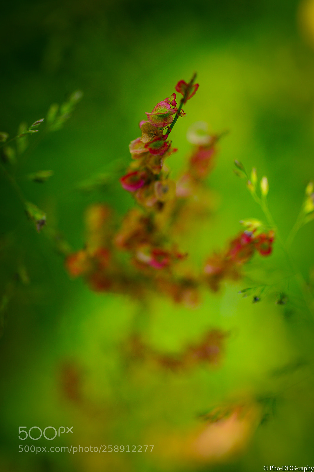 Sony a6000 sample photo. Colorful nature photography