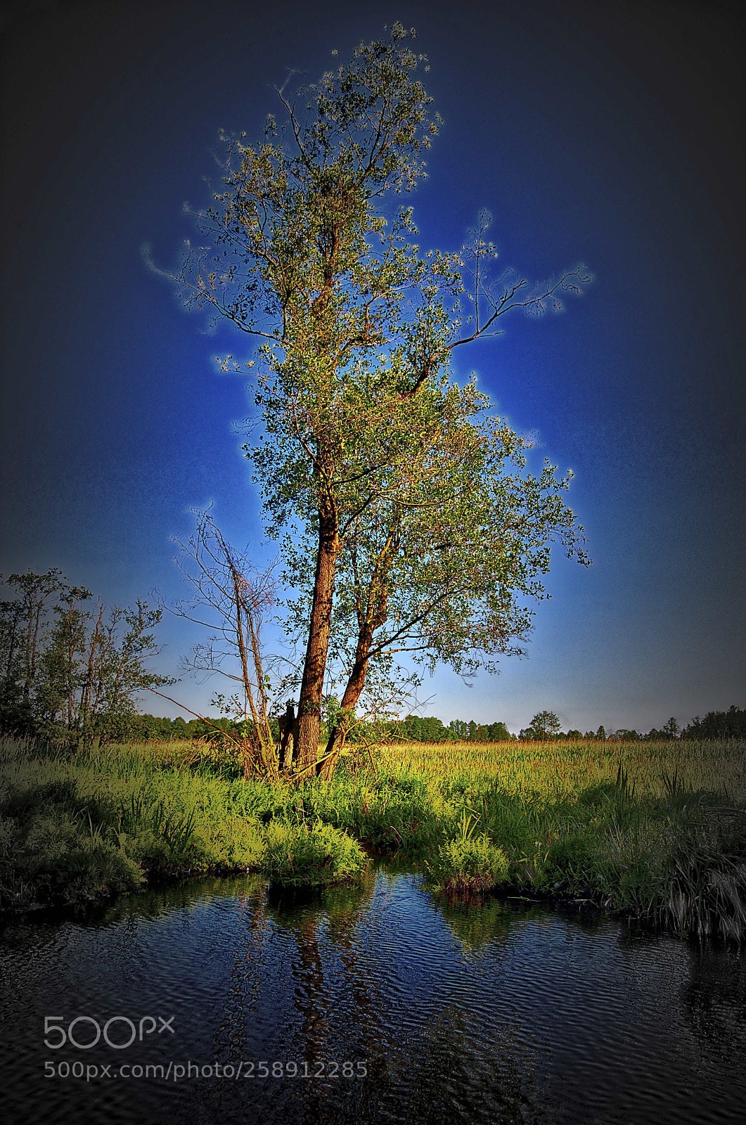 Nikon D5 sample photo. Unber hrte natur im photography