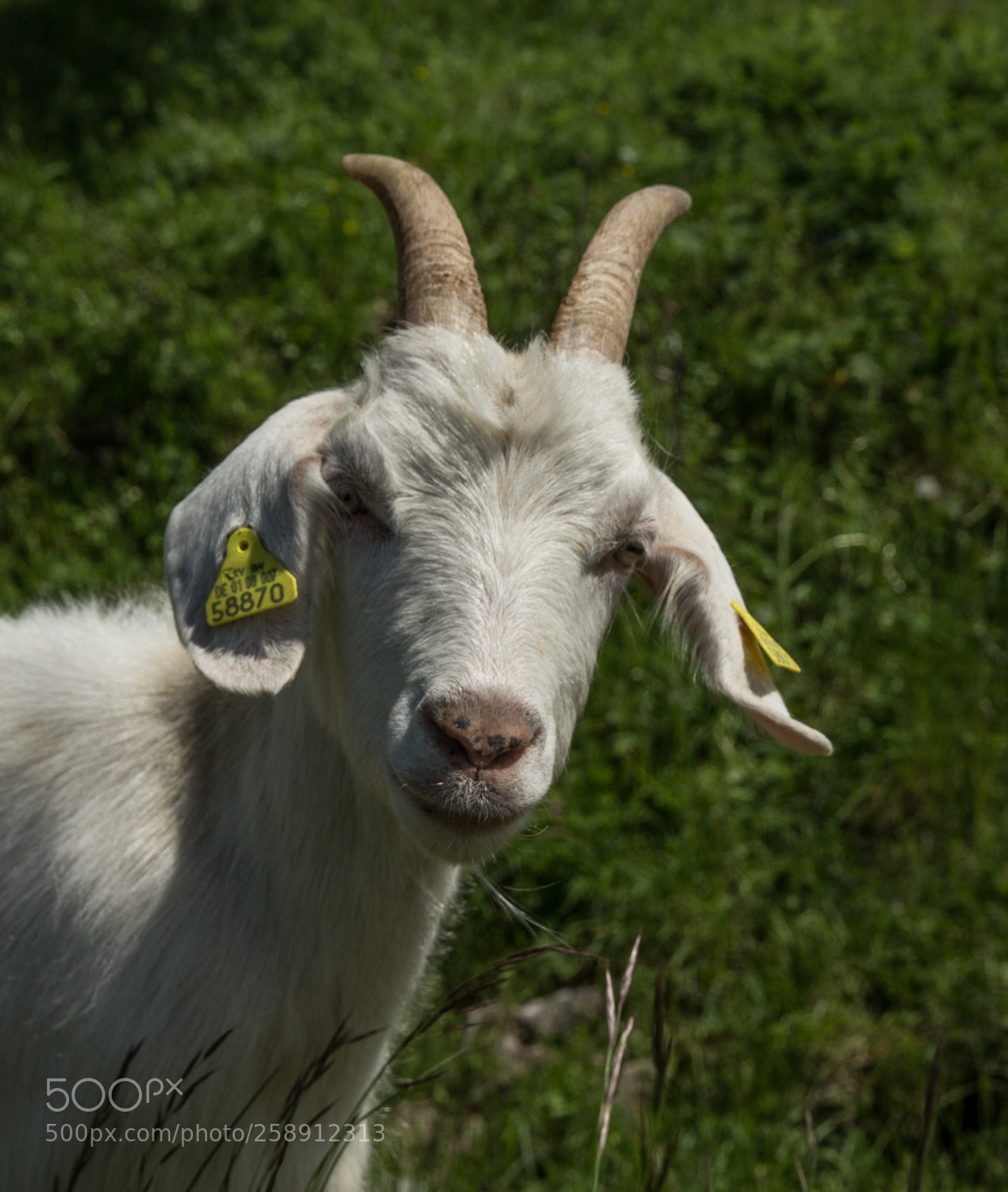 Canon EOS 1200D (EOS Rebel T5 / EOS Kiss X70 / EOS Hi) sample photo. These eyes ... photography