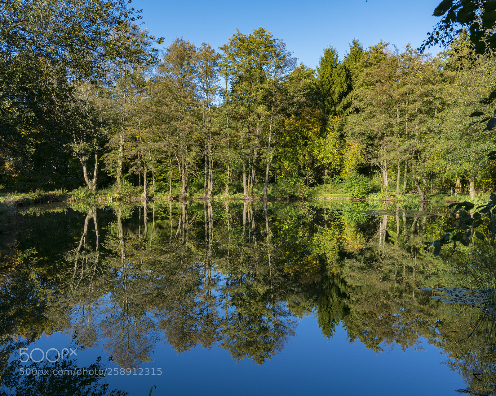 Sony a7R II sample photo. Waldsee photography