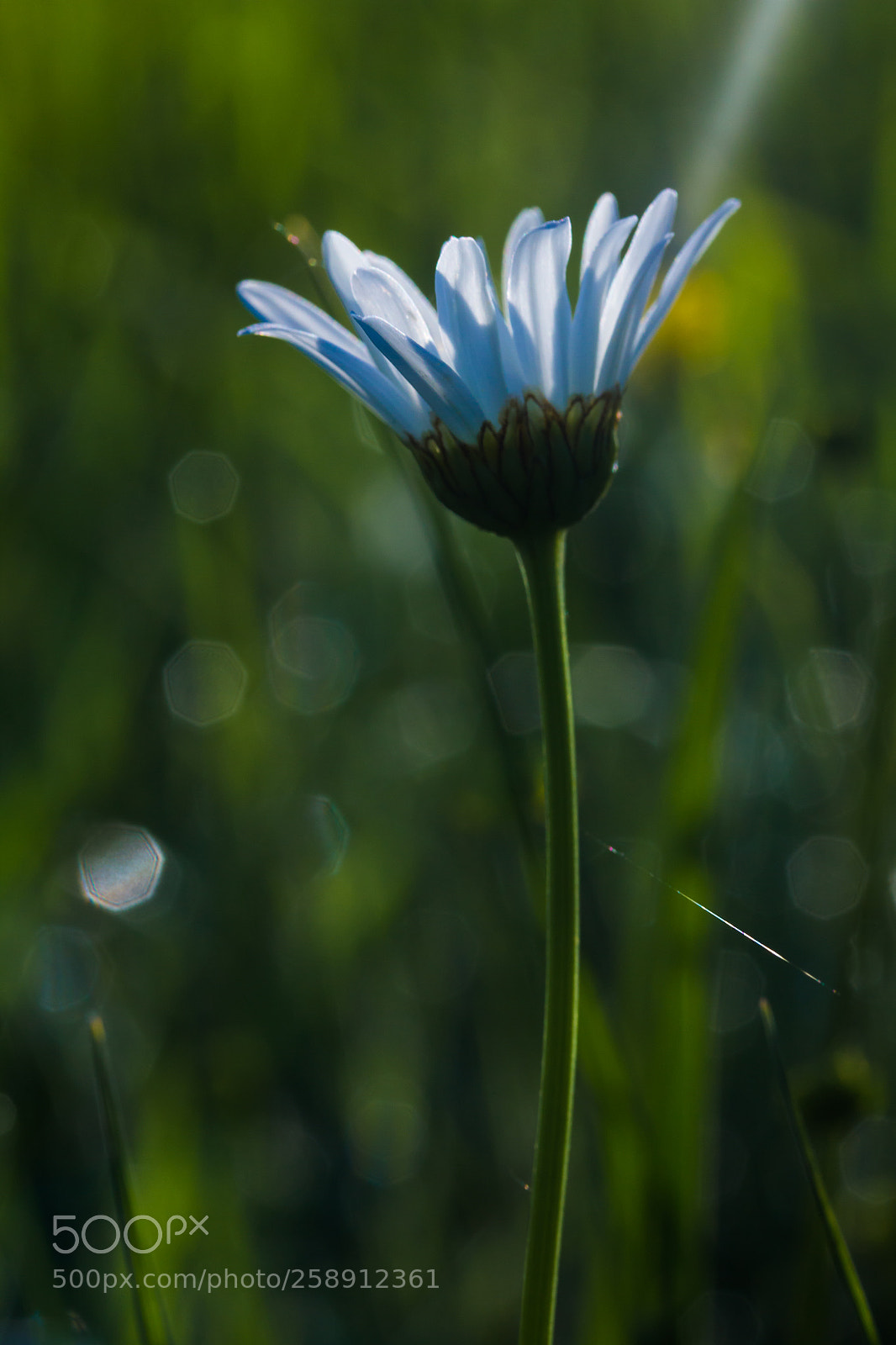 Canon EOS 600D (Rebel EOS T3i / EOS Kiss X5) sample photo. Daisy photography
