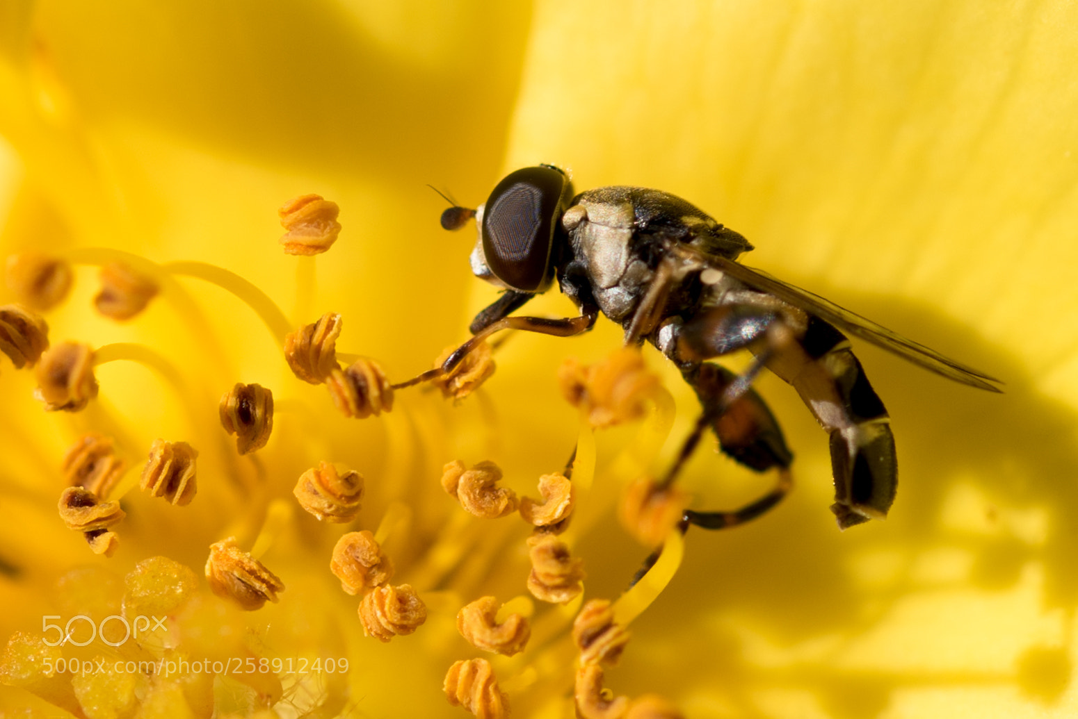 Nikon D750 sample photo. Fly on yellow rose photography