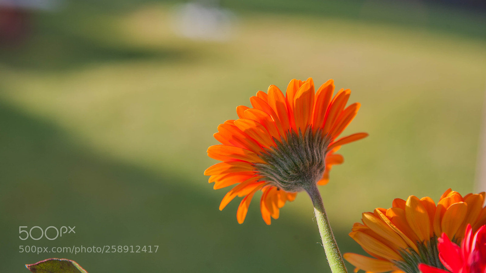 Canon EOS 5D sample photo. Maga photography