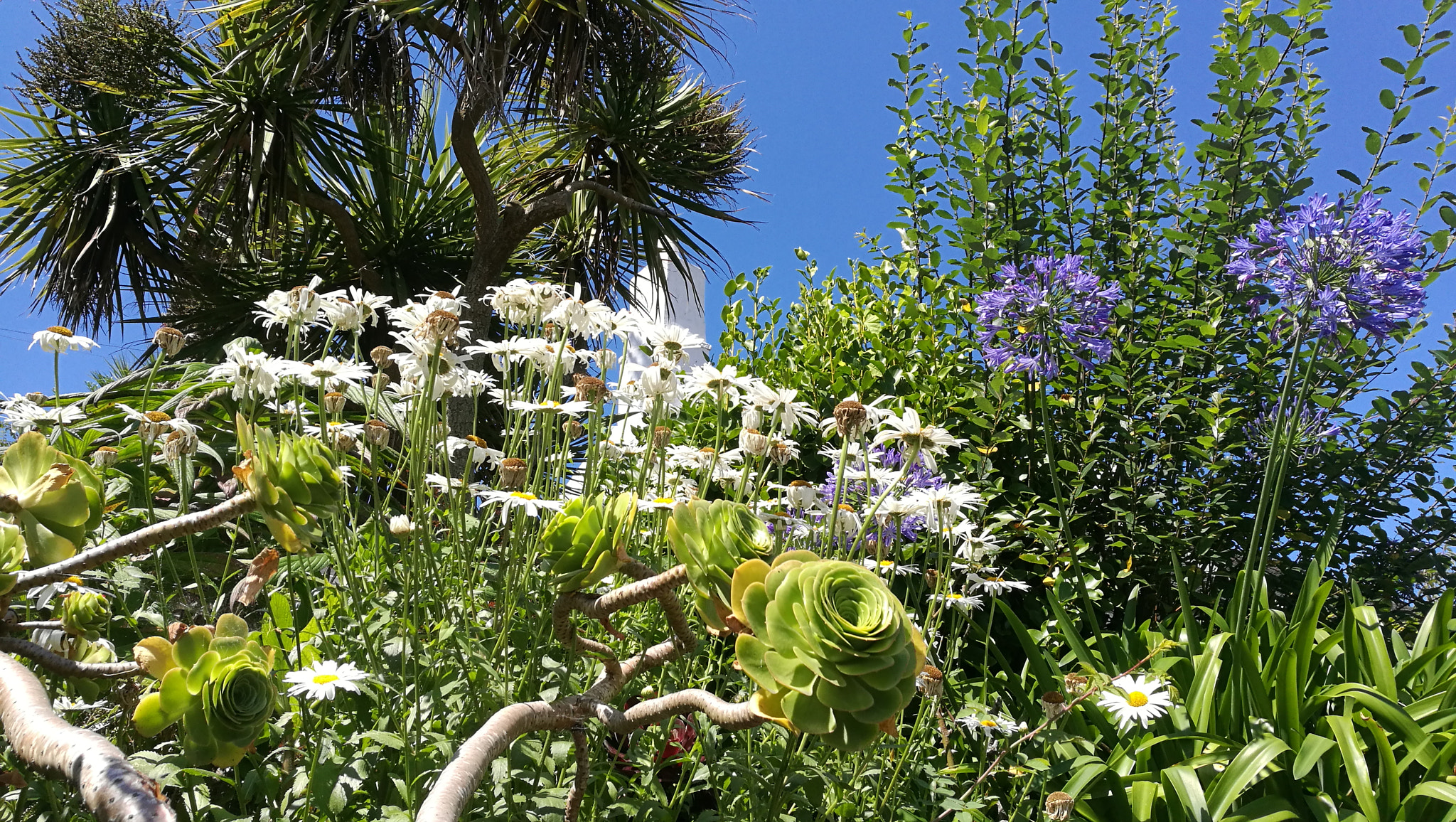 HUAWEI P9 Plus sample photo. Cornish garden photography