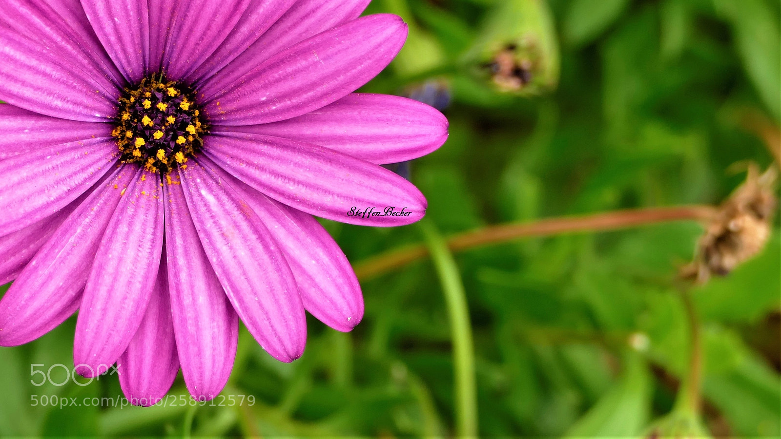 Panasonic Lumix DMC-FZ1000 sample photo. Madeira flower photography