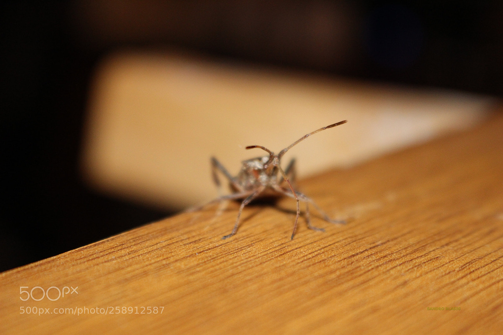 Canon EOS 100D (EOS Rebel SL1 / EOS Kiss X7) sample photo. () photography