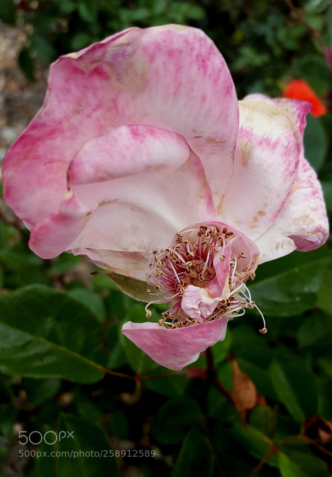 Samsung Galaxy S6 sample photo. Still beautiful photography