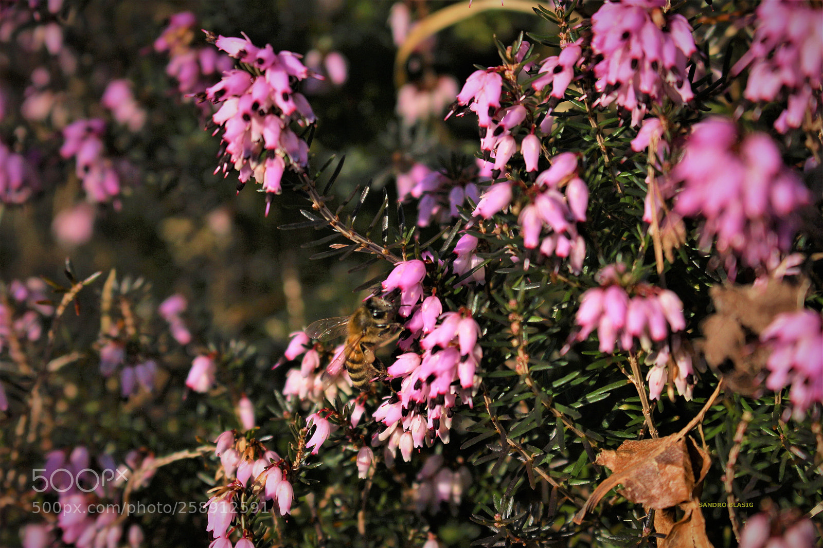 Canon EOS 100D (EOS Rebel SL1 / EOS Kiss X7) sample photo. () photography