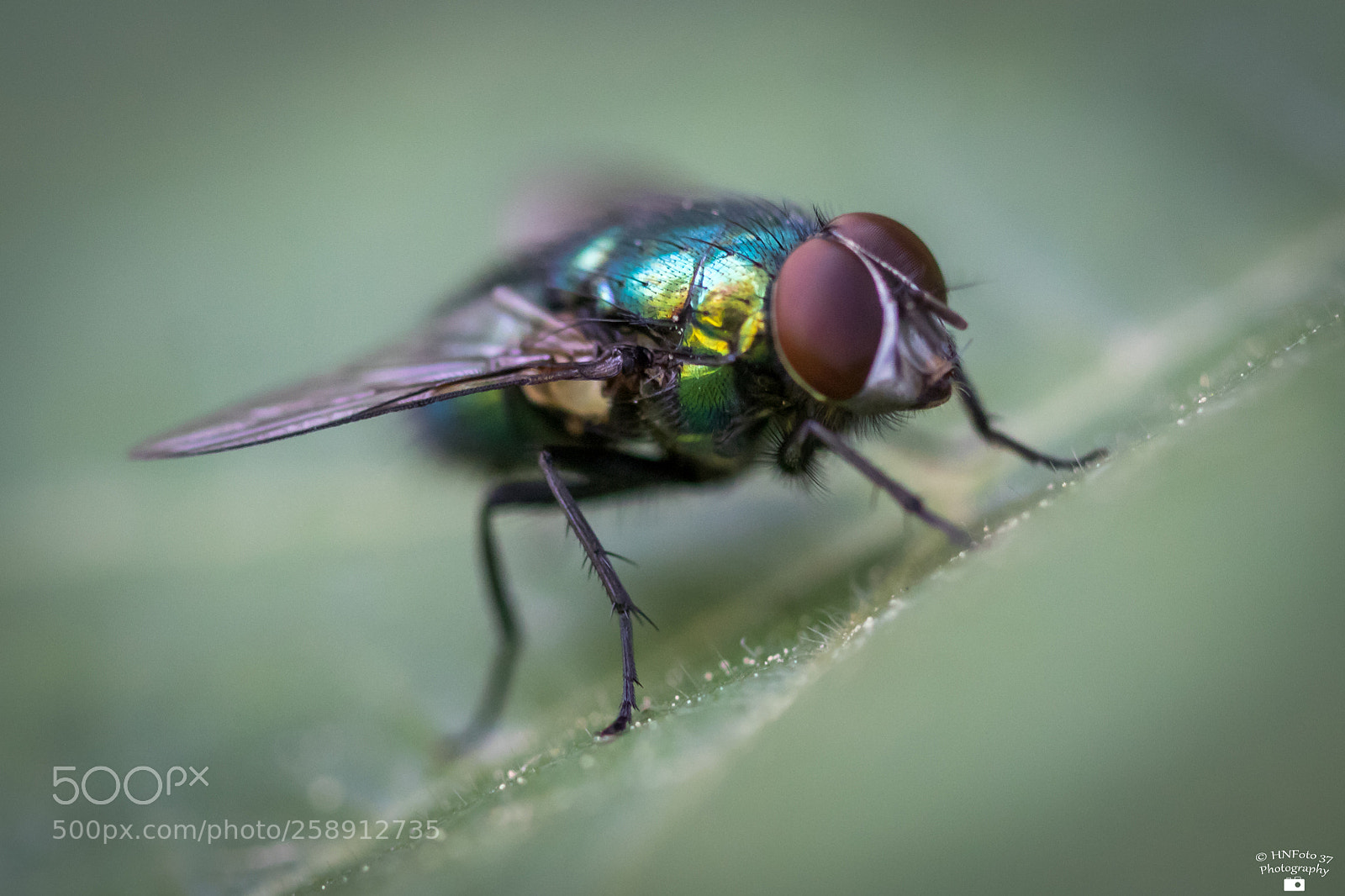 Canon EOS 80D sample photo. Schmeißfliege / bluebottle photography