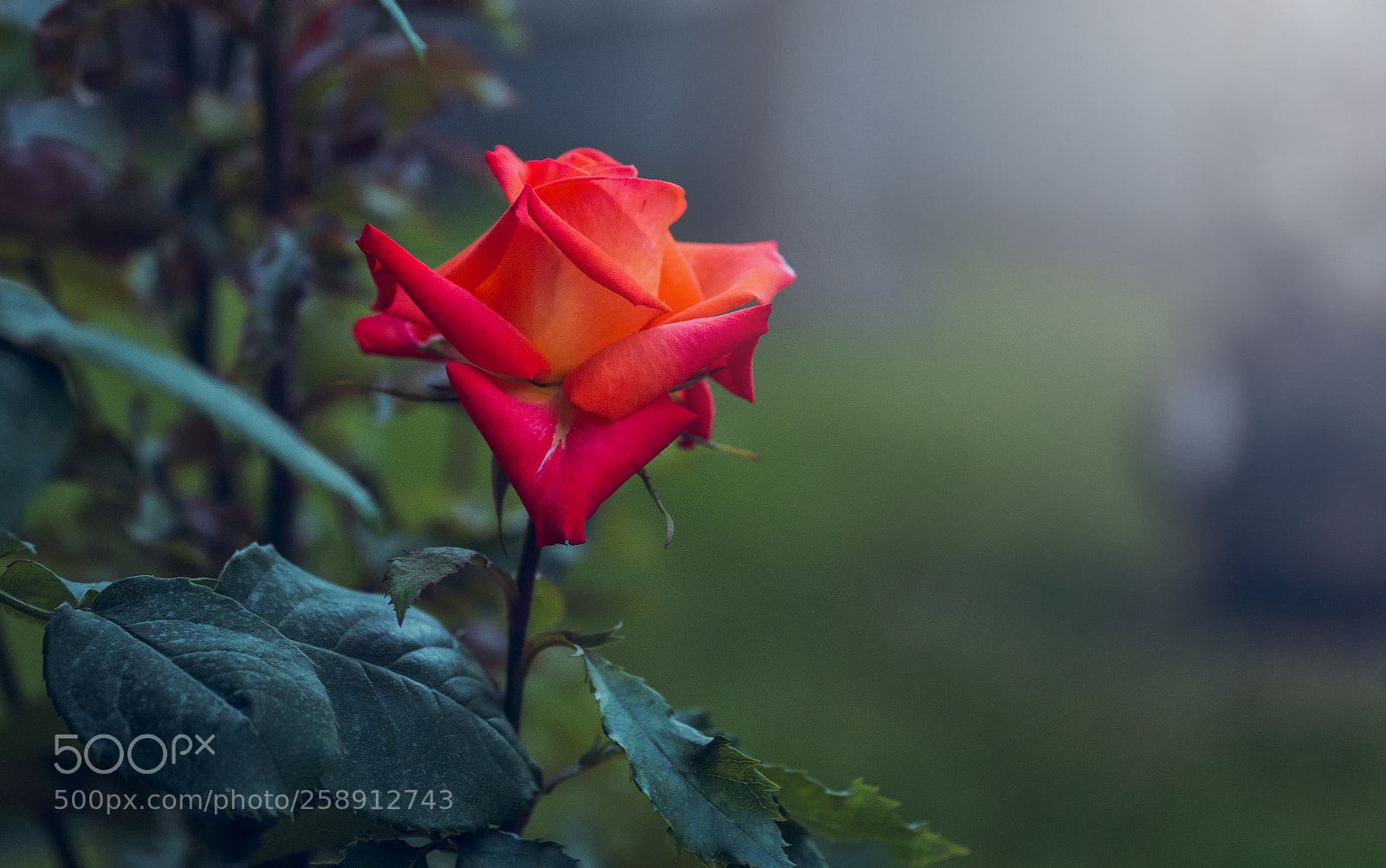 Sony a6000 sample photo. Flor photography
