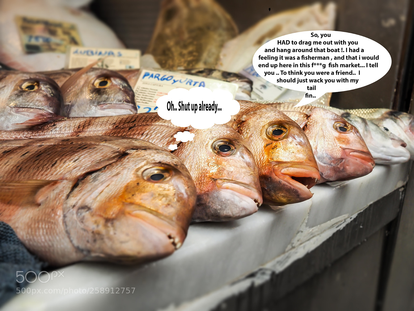 Olympus OM-D E-M1 sample photo. A fish tale photography