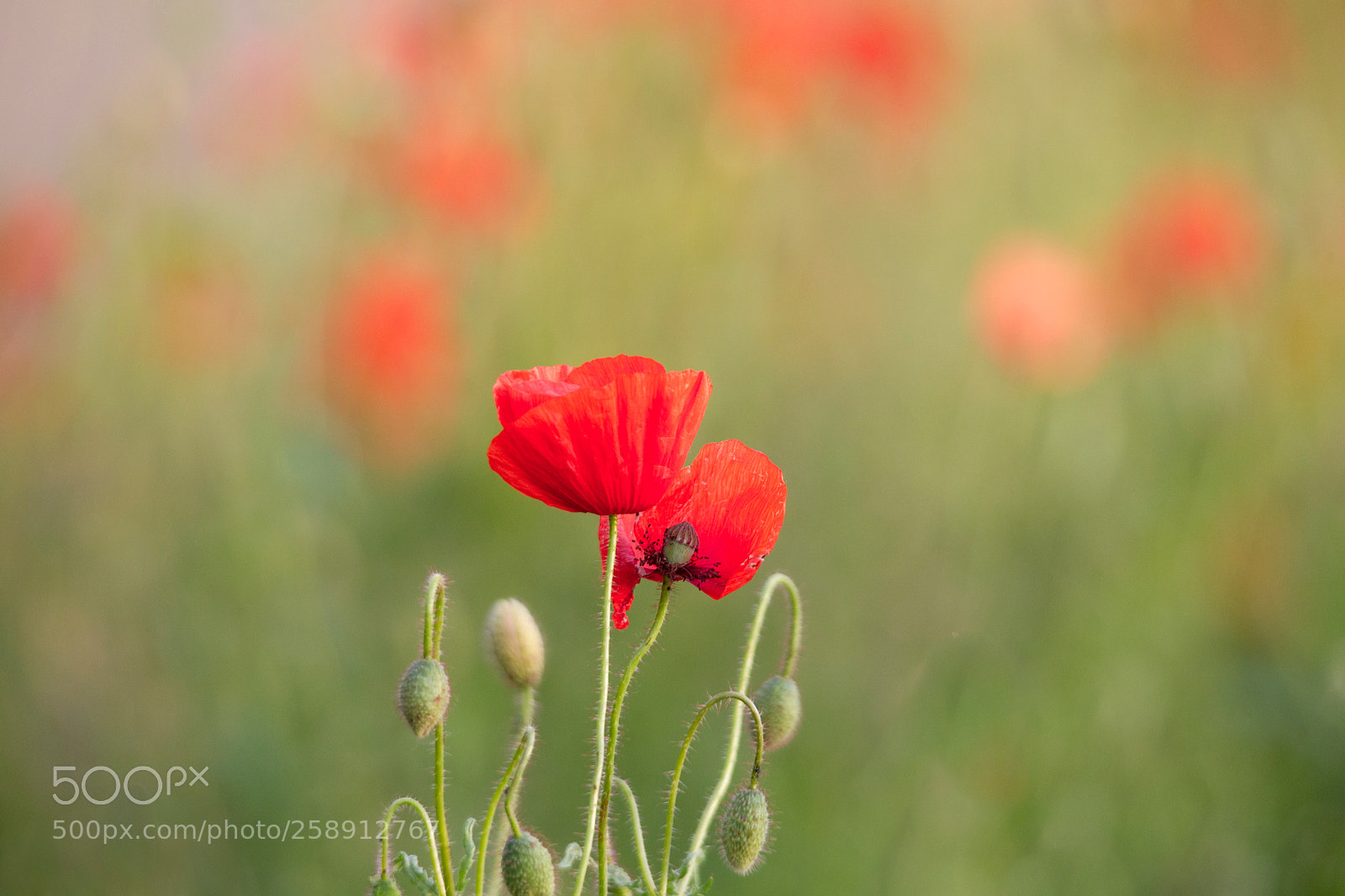 Canon EOS-1D Mark IV sample photo. Red poppy flowers in photography