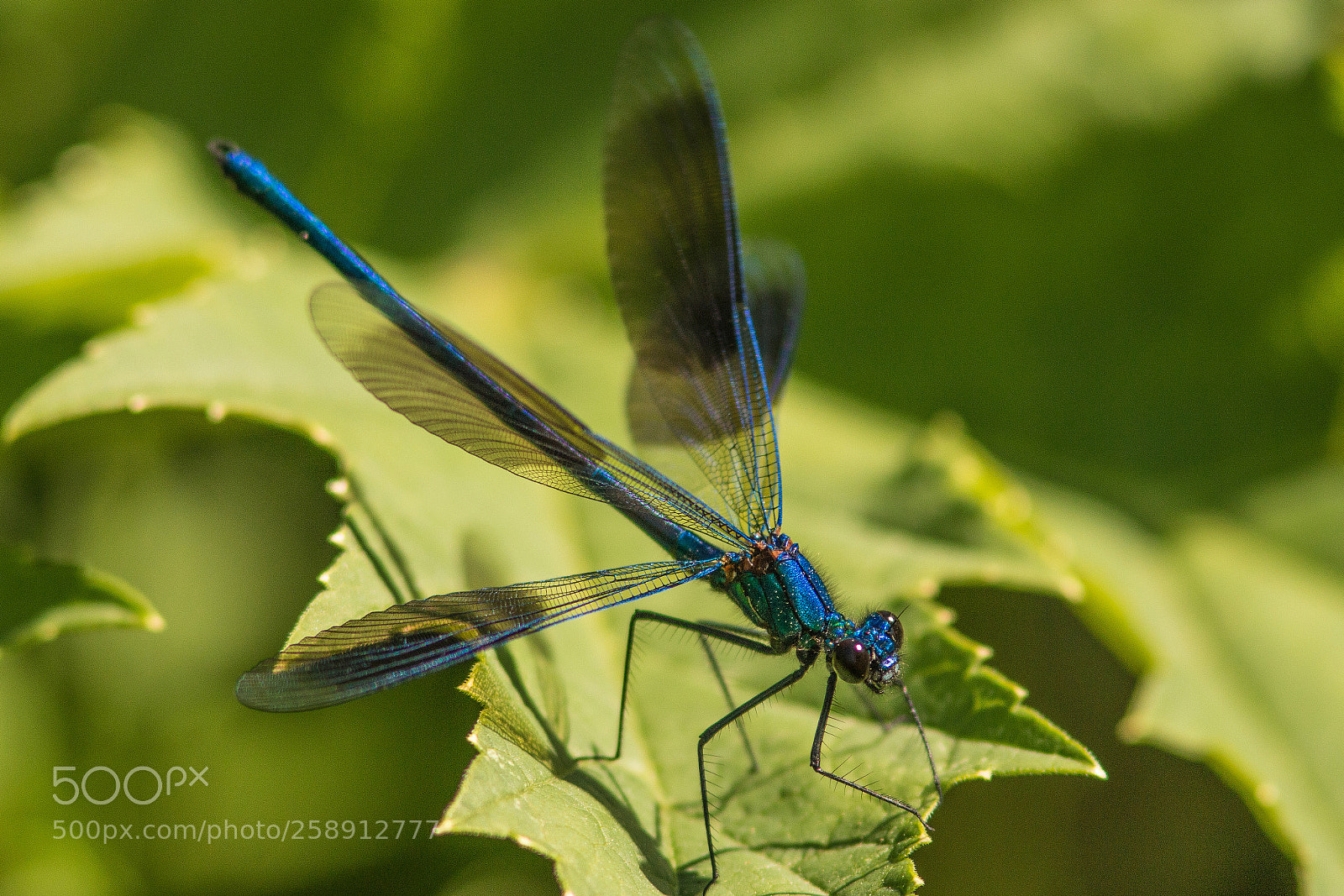 Canon EOS 70D sample photo. Wings open photography