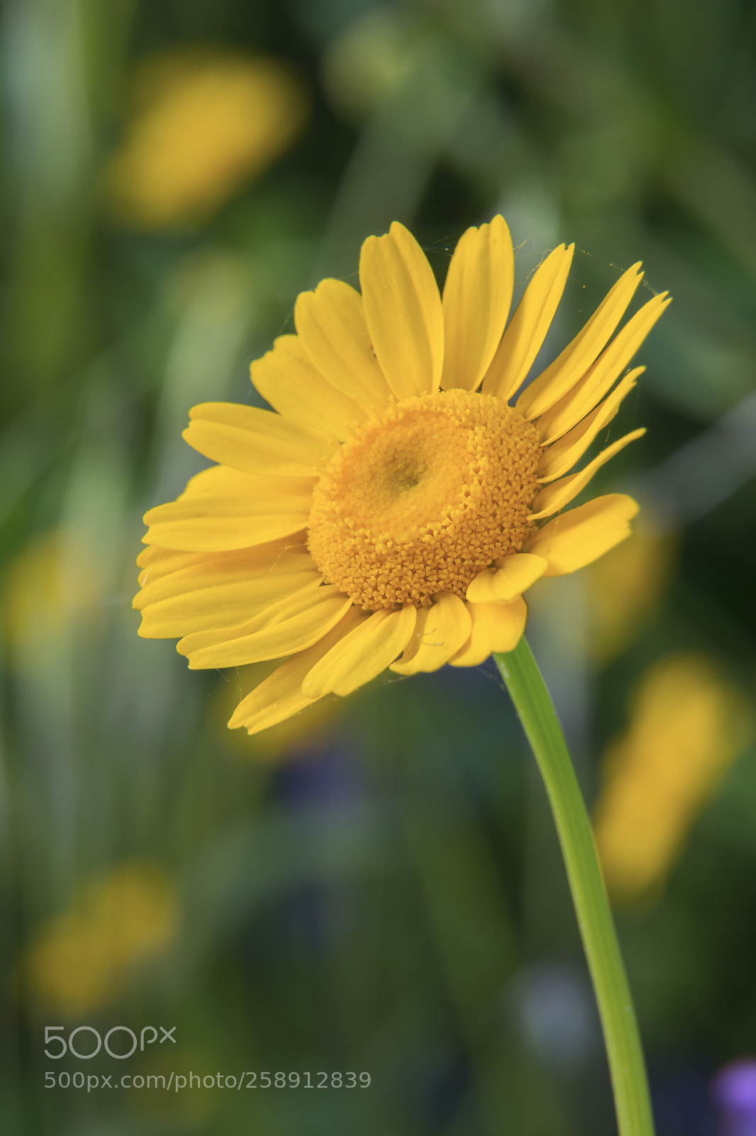 Nikon D7100 sample photo. Yellow daisy photography
