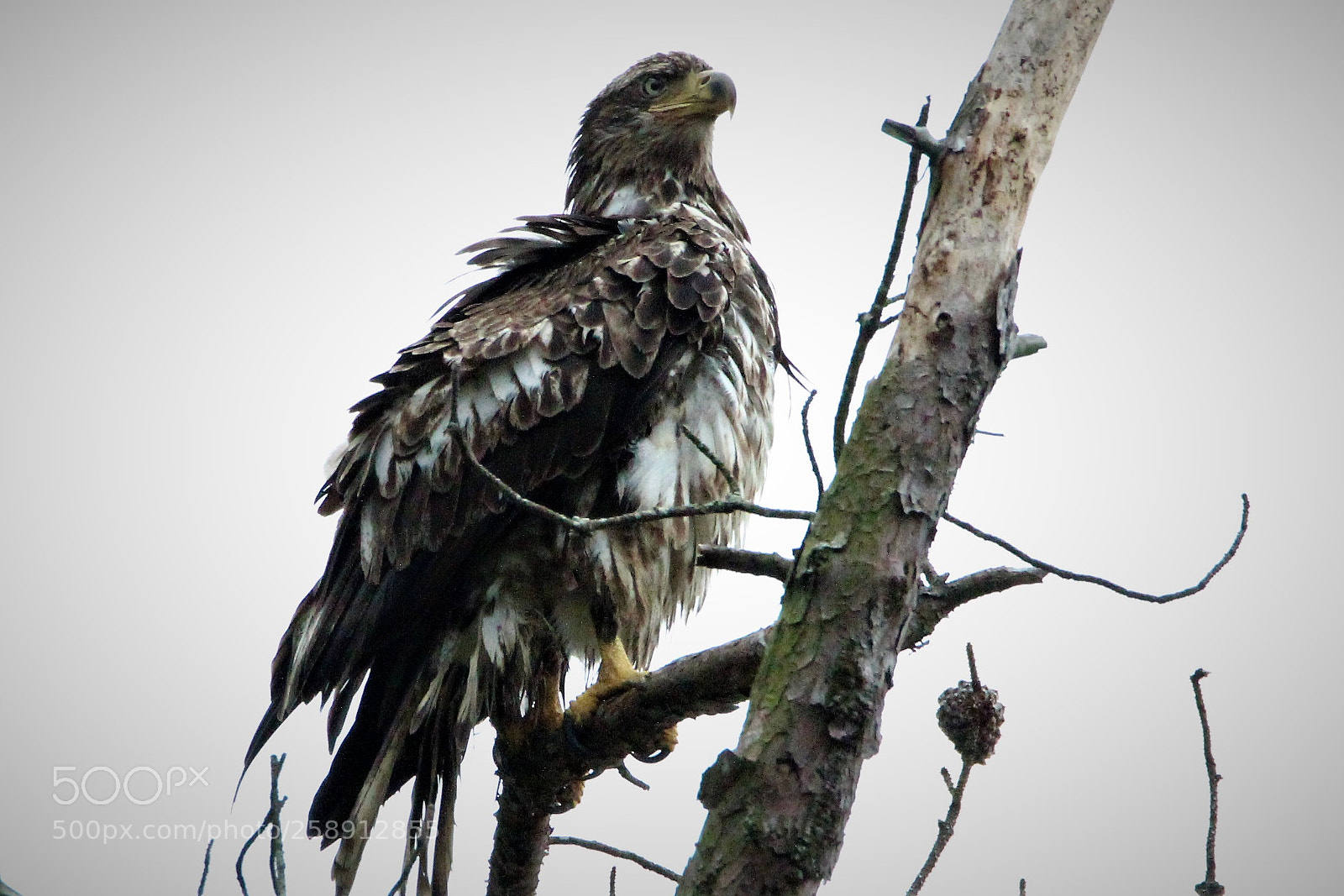 Canon EOS 1200D (EOS Rebel T5 / EOS Kiss X70 / EOS Hi) sample photo. Mottled feathers photography