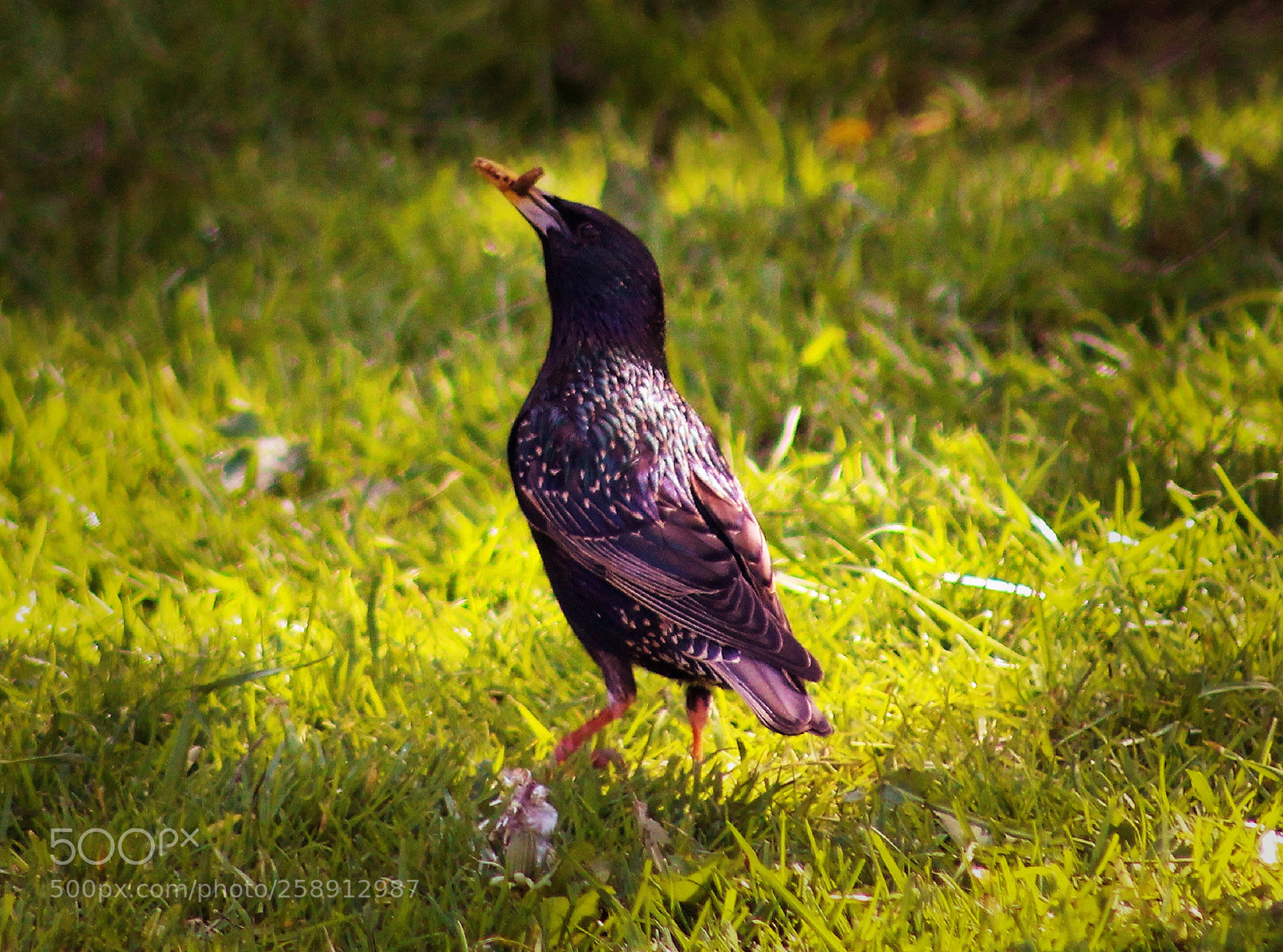 Canon EOS 700D (EOS Rebel T5i / EOS Kiss X7i) sample photo. Starling photography