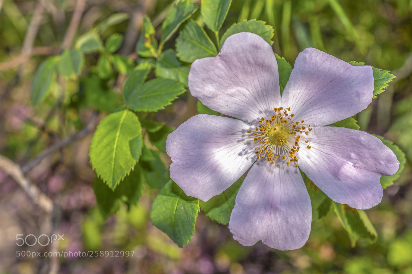 Nikon D5200 sample photo. Blossom photography