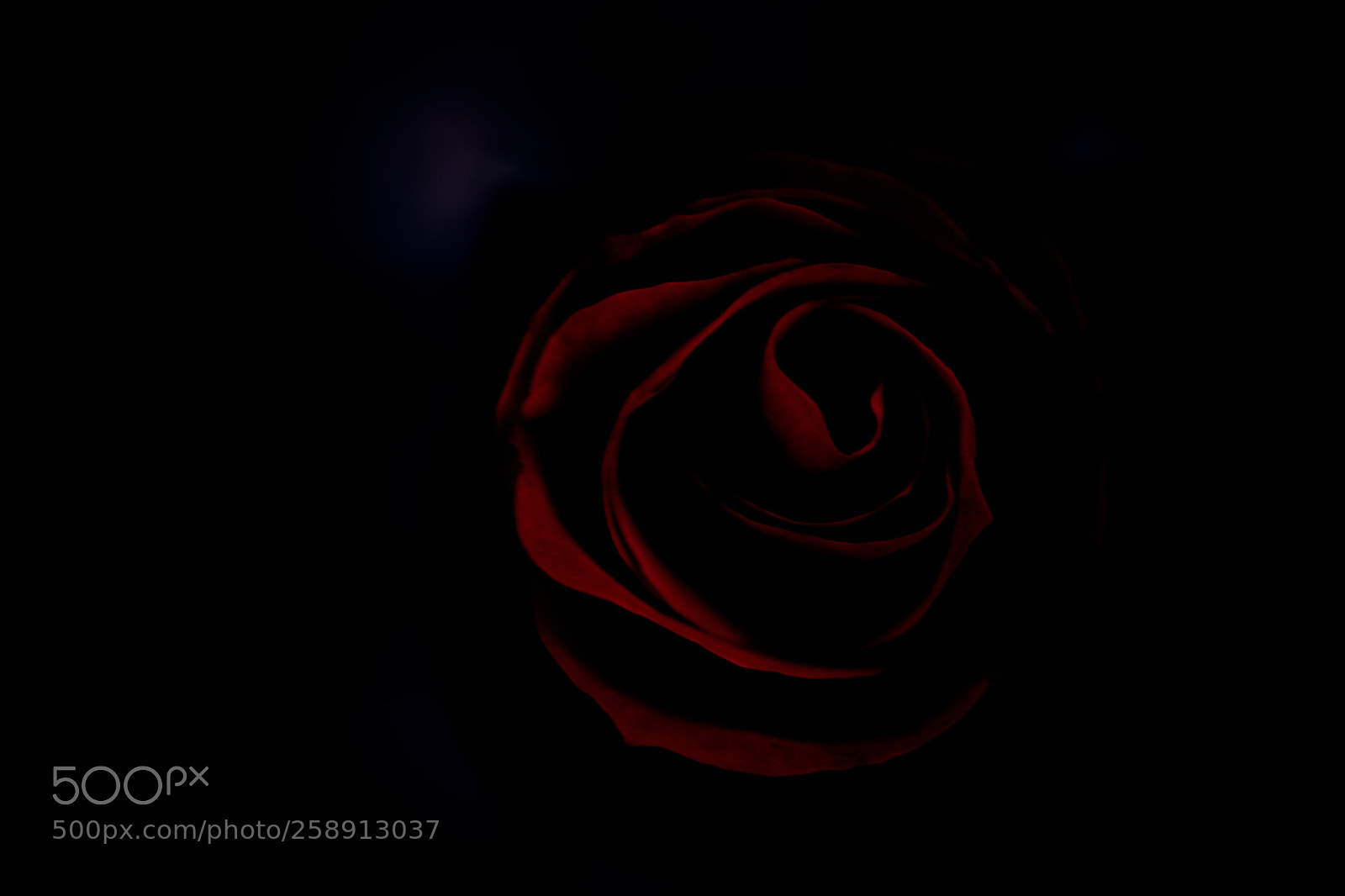 Sony ILCA-77M2 sample photo. Red flower photography