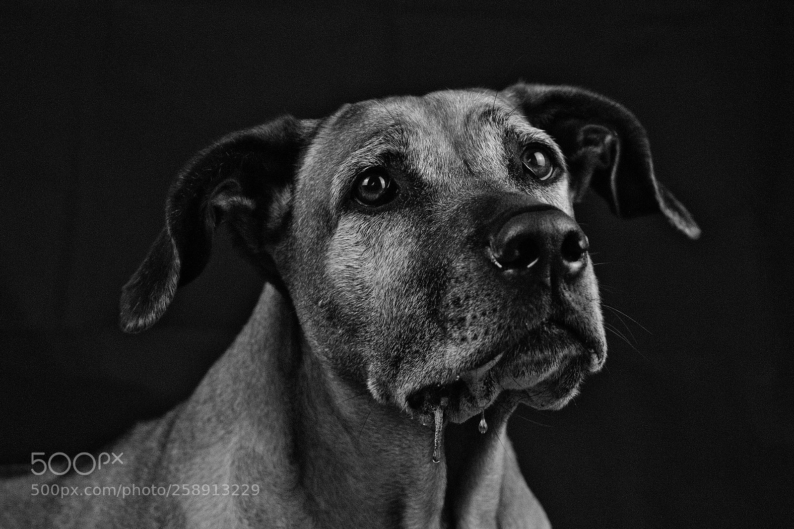 Canon EOS 600D (Rebel EOS T3i / EOS Kiss X5) sample photo. Drooling dog waiting for photography