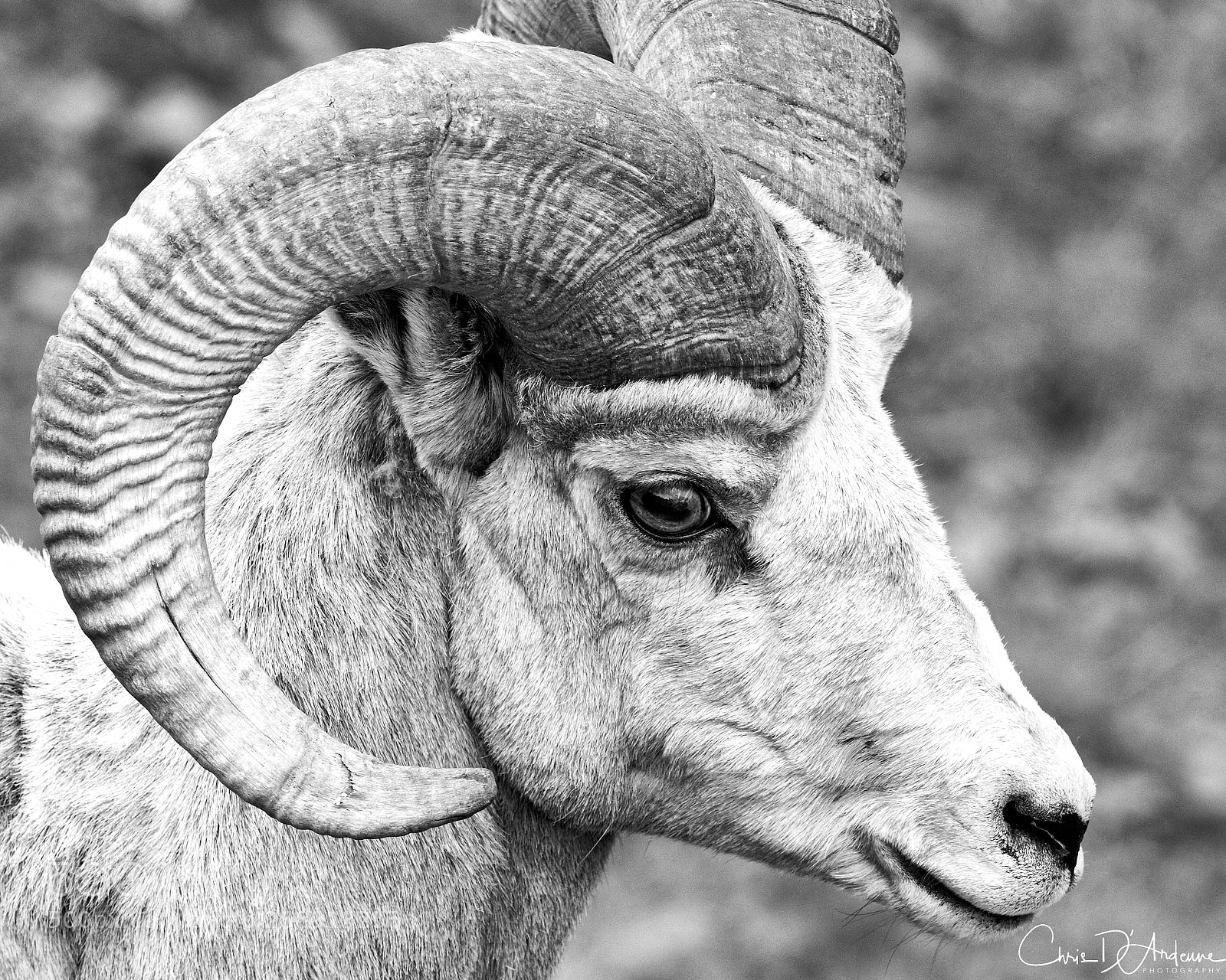 Sony a7R III sample photo. Big eyed big horn photography
