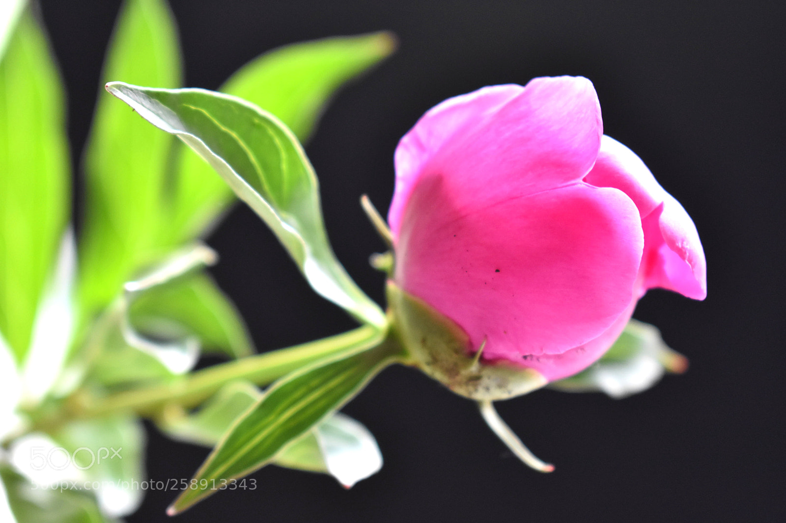 Nikon D3400 sample photo. Peony photography