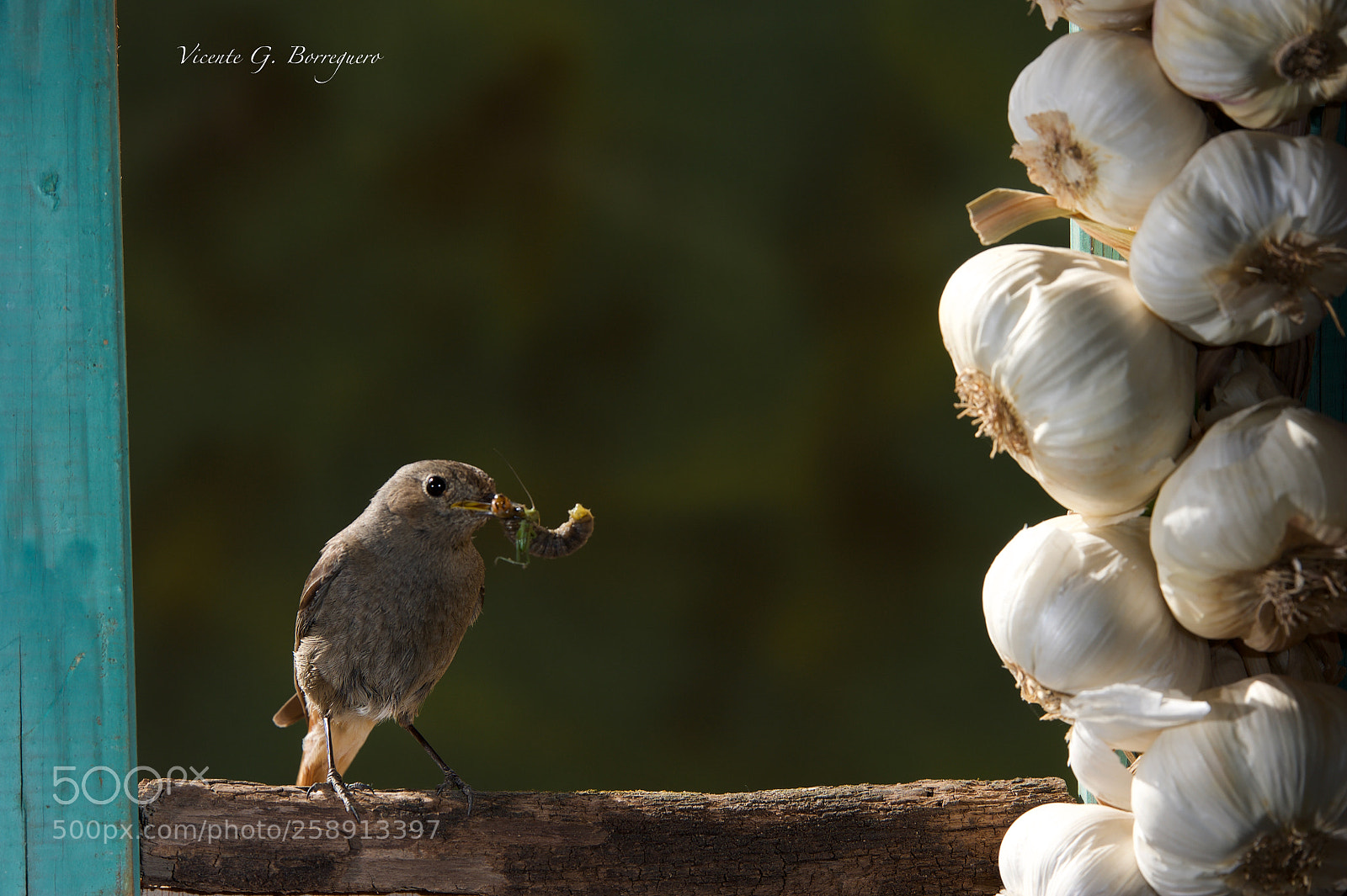 Nikon D700 sample photo. Phoenicurus ochruros photography