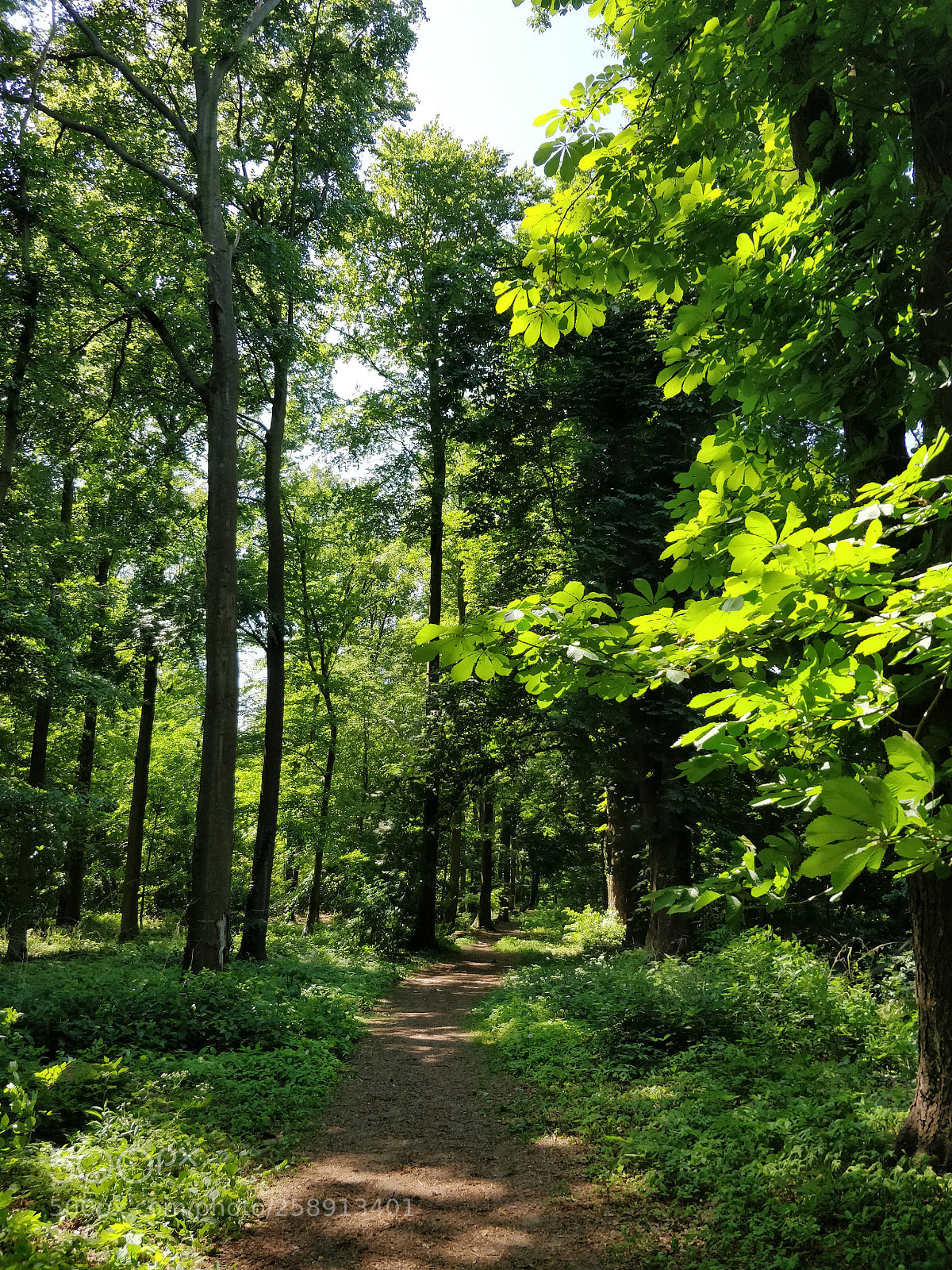 OnePlus 5 sample photo. Chestnut pathway photography