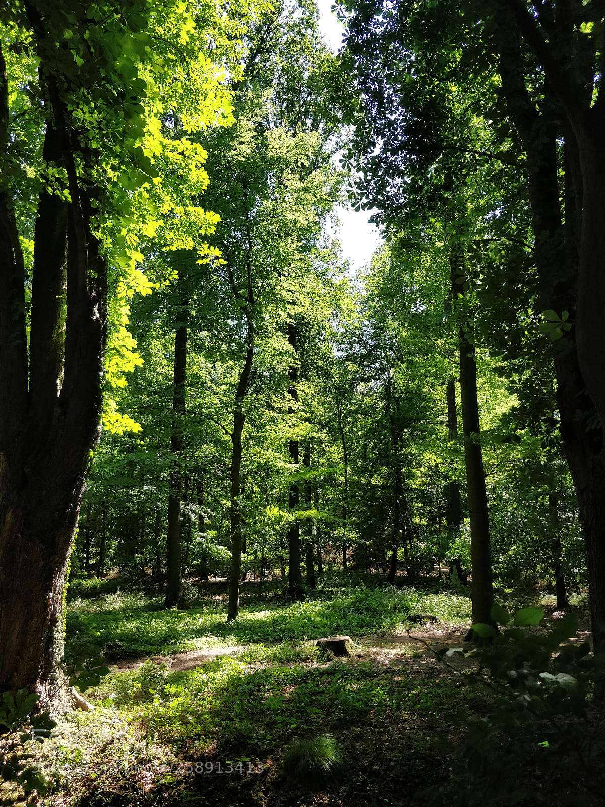 OnePlus 5 sample photo. Forest photography