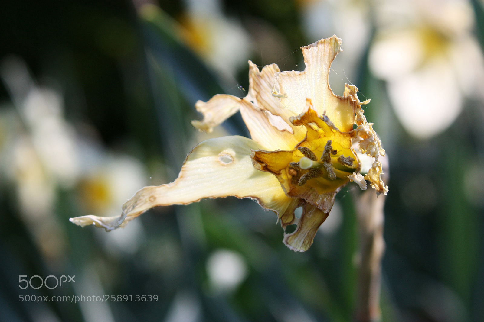 Canon EOS 450D (EOS Rebel XSi / EOS Kiss X2) sample photo. Daffodil lace photography