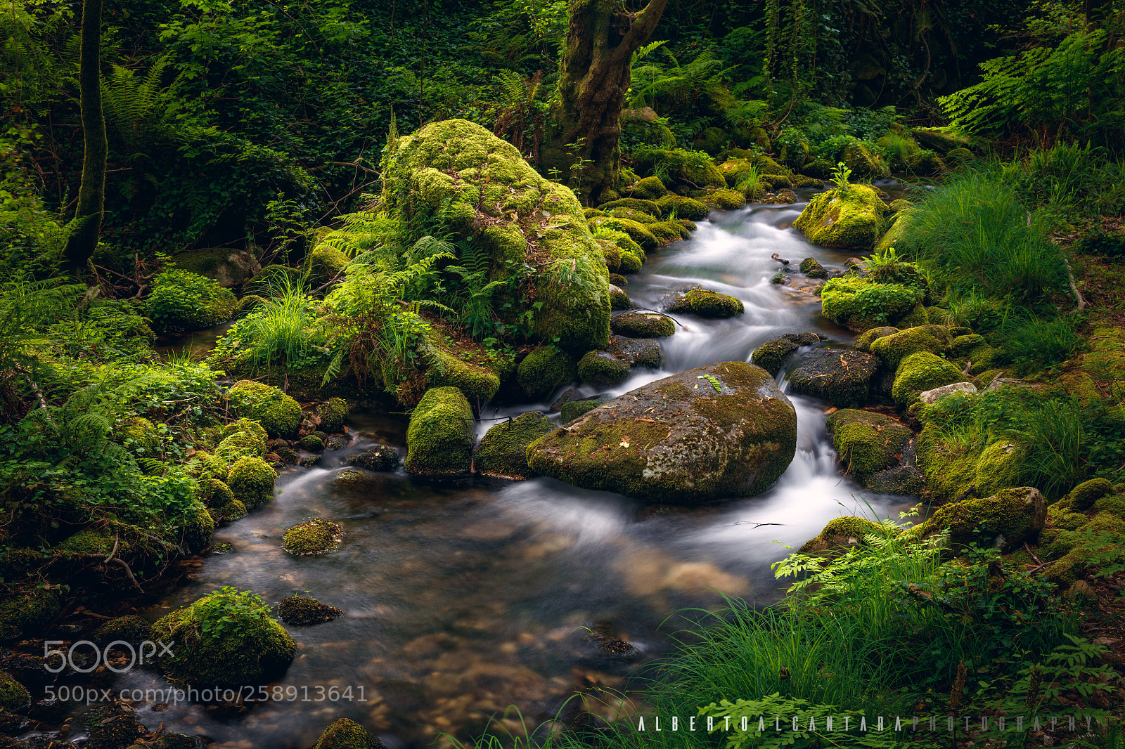 Canon EOS 5DS R sample photo. Bosque da fraga ii photography