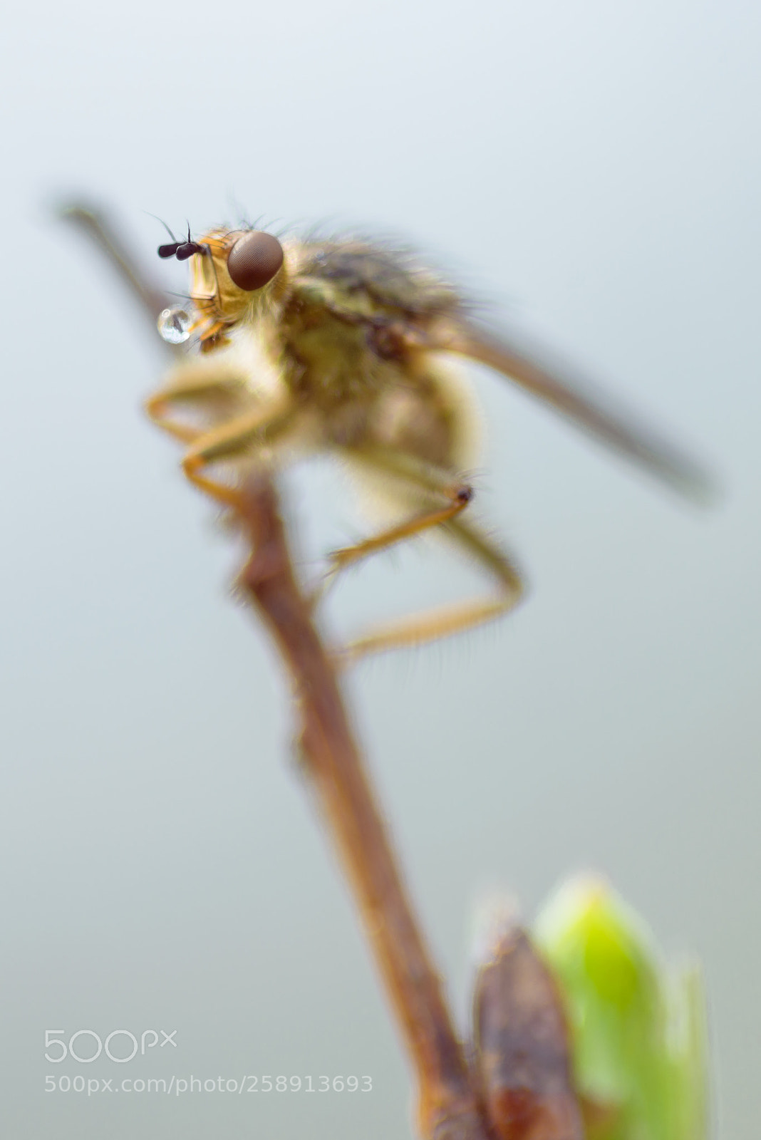Nikon D800 sample photo. Water_fly photography