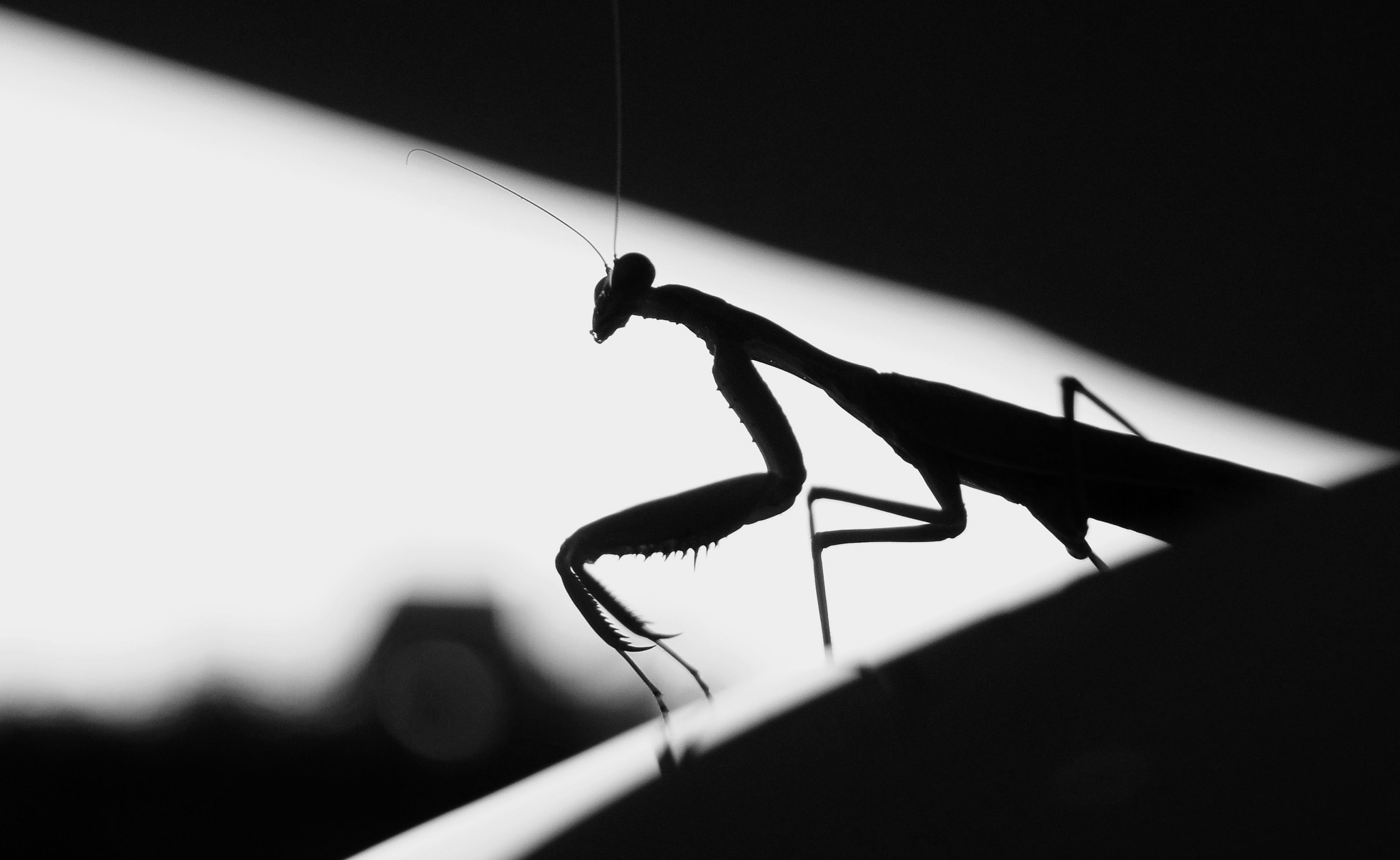 Sony Alpha DSLR-A580 sample photo. Mantis religiosa photography