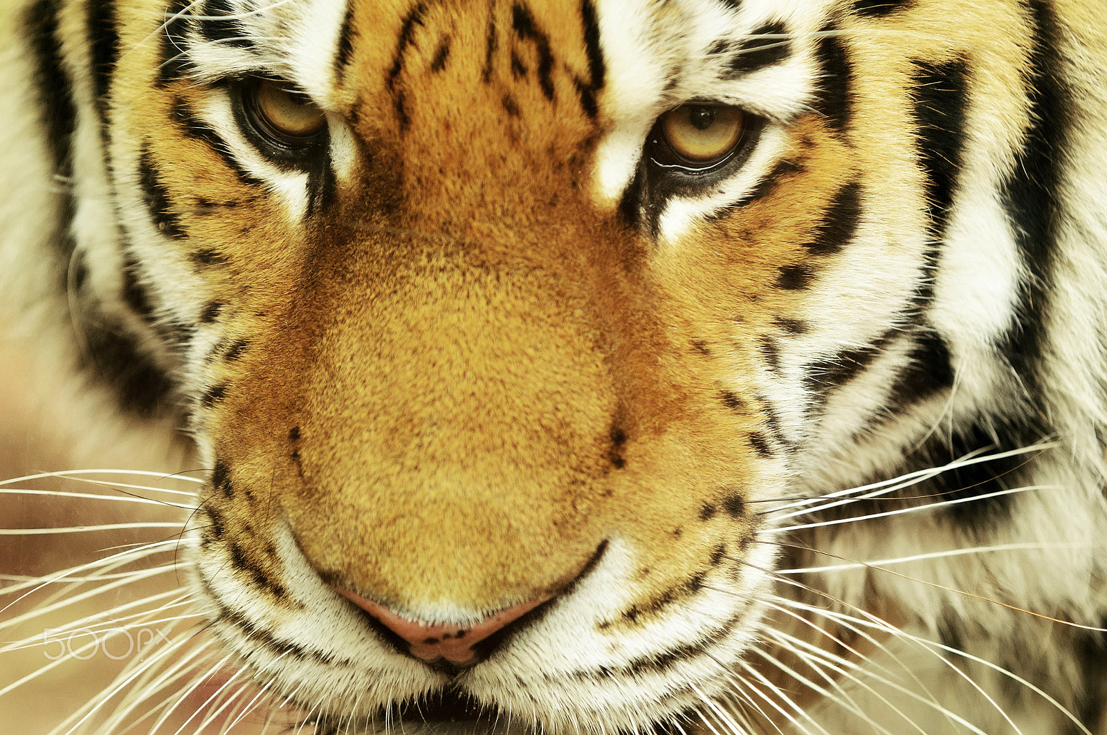 Nikon D90 sample photo. Siberian tiger photography