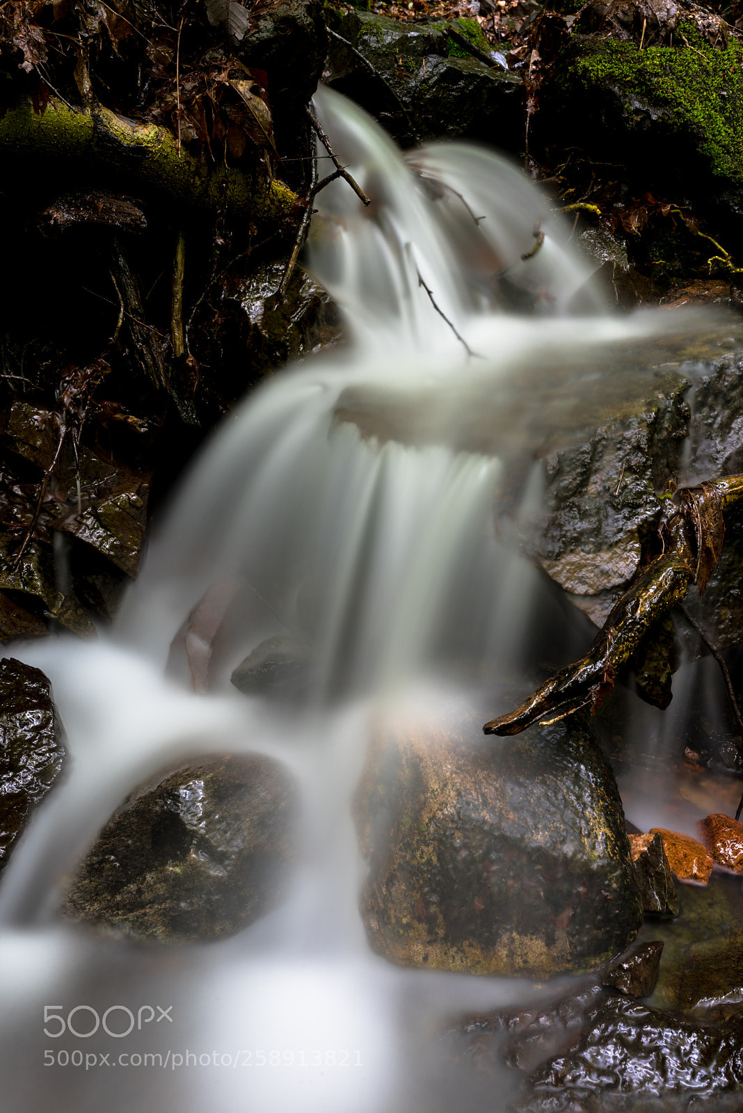 Nikon D750 sample photo. Snake photography
