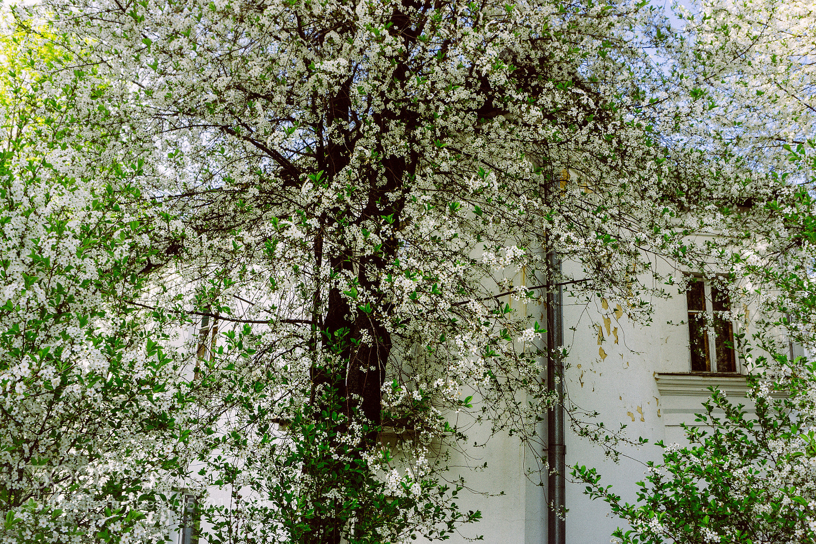 Sony a6000 sample photo. The florescence photography