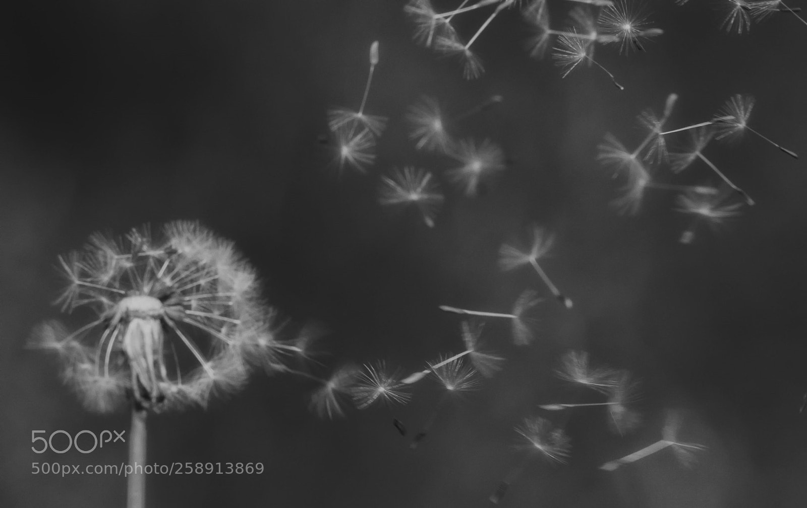 Canon EOS 450D (EOS Rebel XSi / EOS Kiss X2) sample photo. Dandelion clock being blown photography
