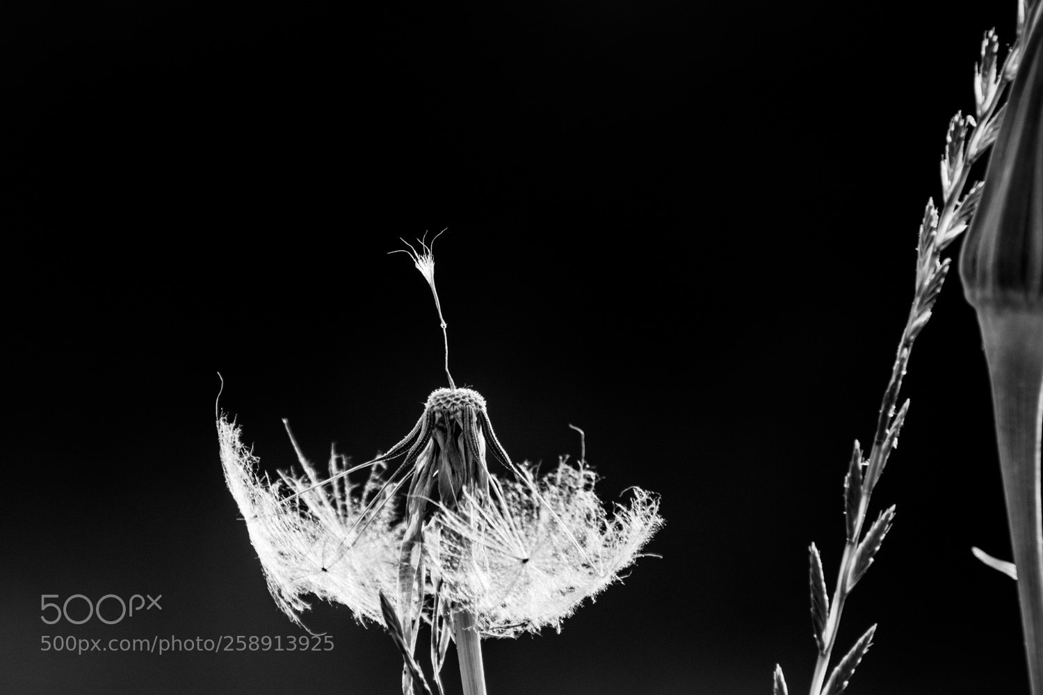 Nikon D5500 sample photo. Tragopogon photography